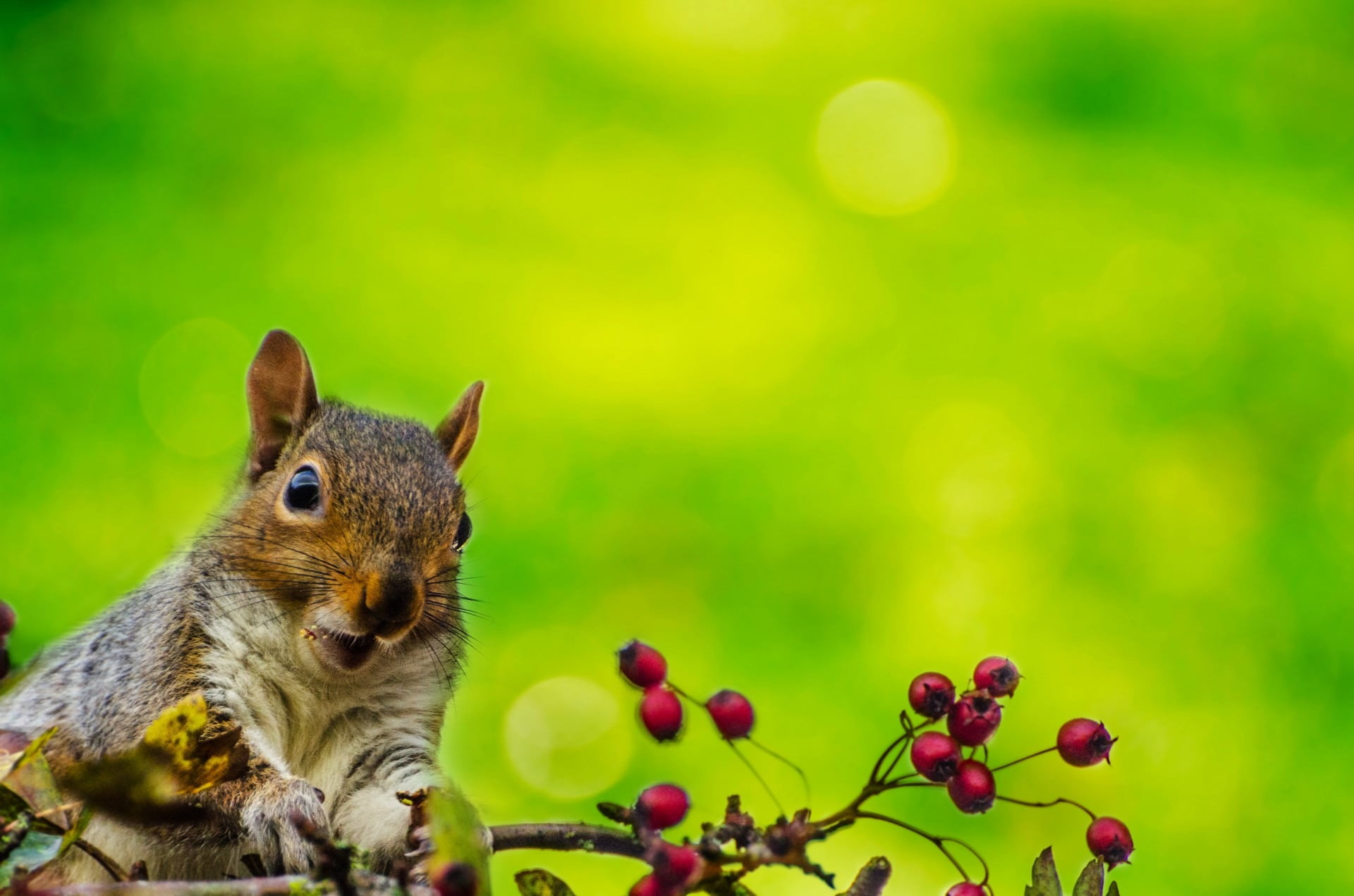 food and drink, life, park, squirell, fur, plant, close-up, fluffy, animals in the wild, habitat, small, grey, run, adorable, bushy, cute, caught, tail, HD Wallpaper
