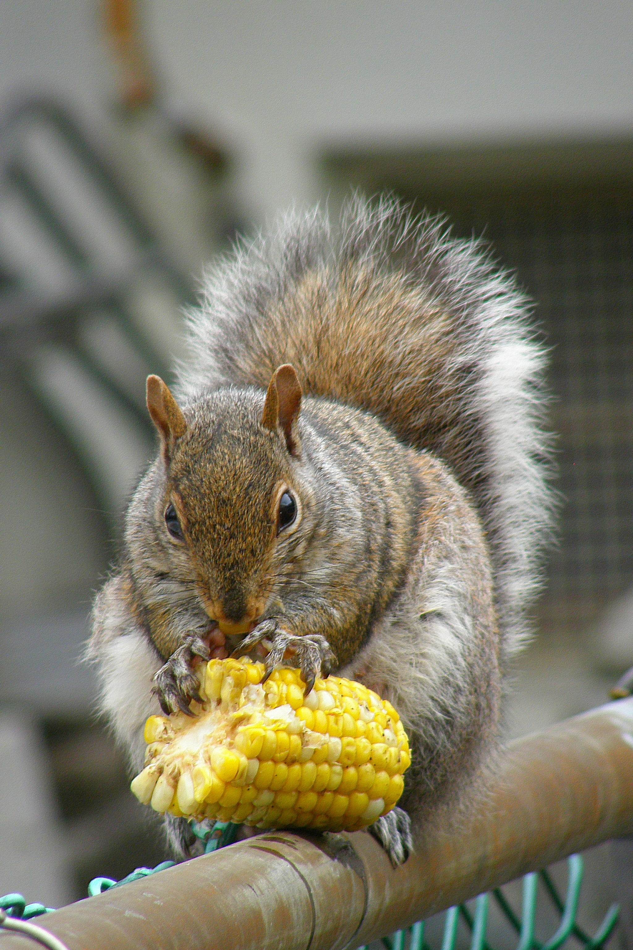 animal, brown, food and drink, animals in the wild, close-up, fluffy, corn, fur, food, one animal, animal wildlife, vegetable, bushy, vertebrate, healthy eating, Phone HD Wallpaper
