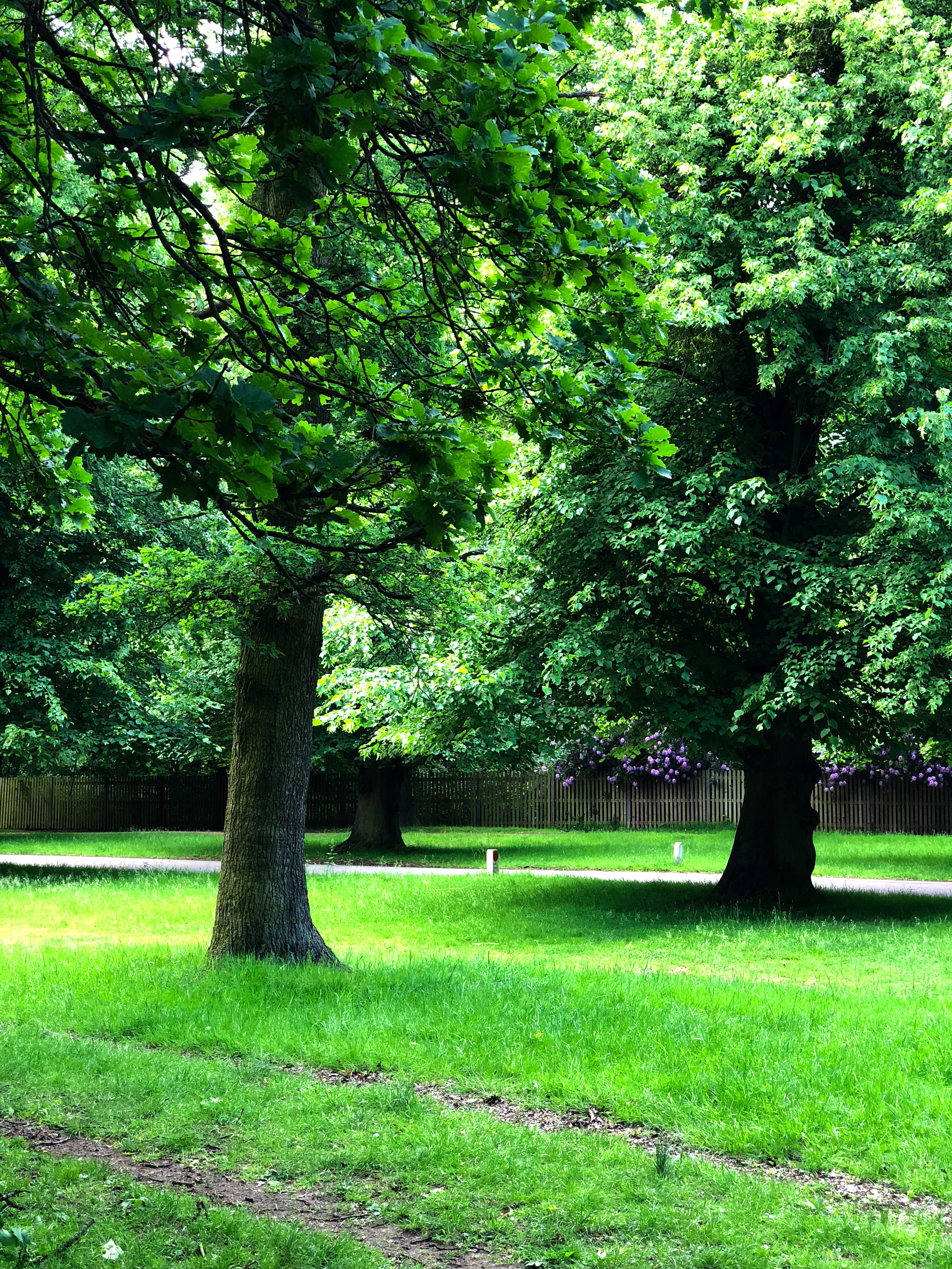 day, tree, park - man made space, trunk, field, land, trees, hampton, scenics - nature, plant, bushy park, tranquility, foliage, parks, growth, tranquil scene, Phone HD Wallpaper