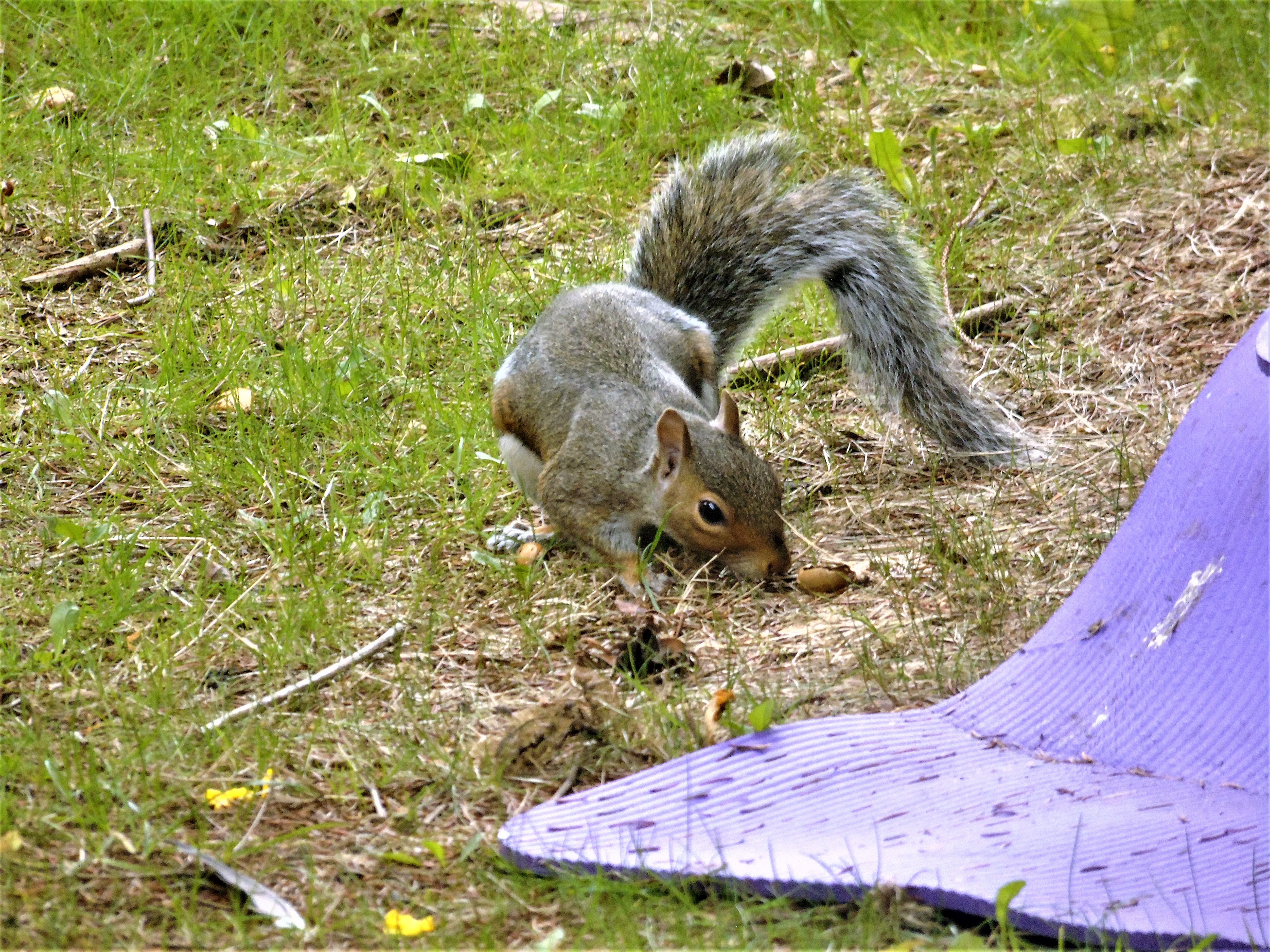 eating, fur, autumn, mammal, squirrel, pets, funny, park, wildlife, animal themes, group of animals, looking, domestic animals, grass, animal head, rodent, HD Wallpaper