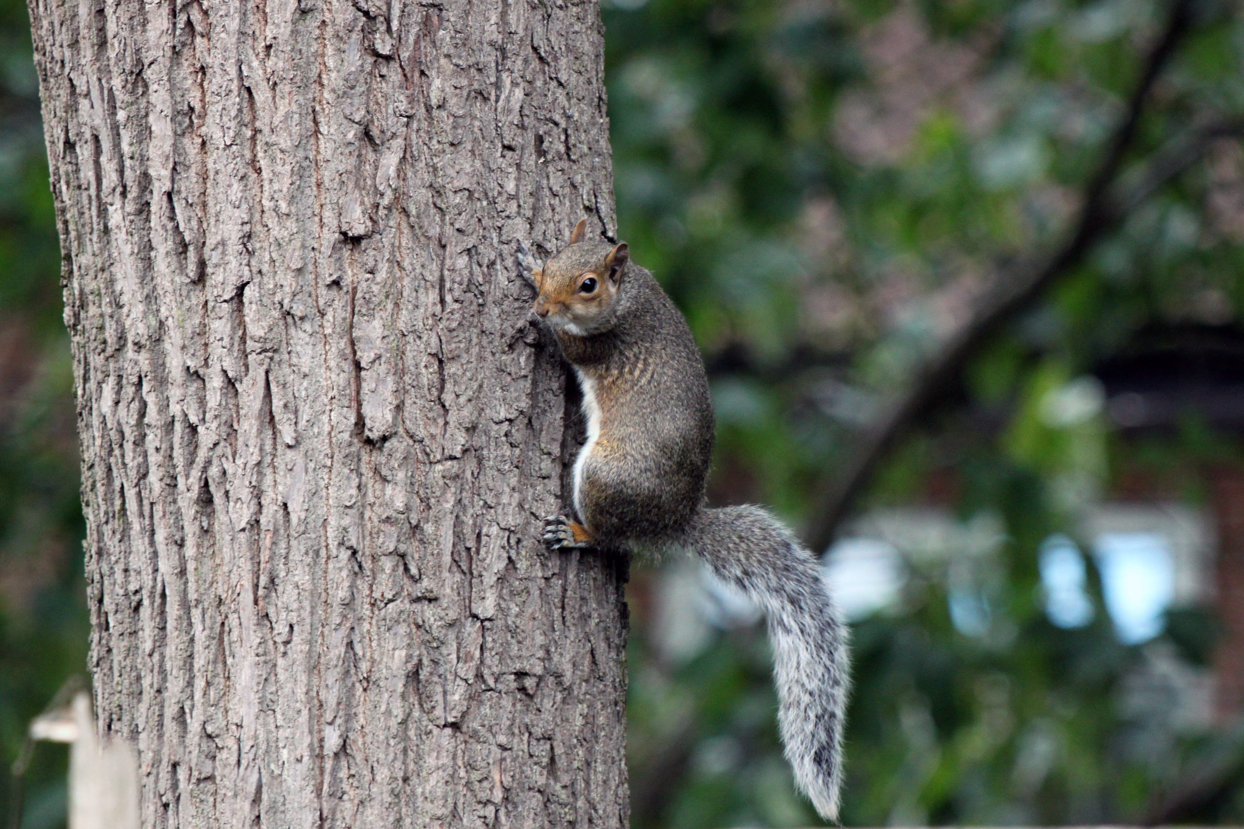 furry, no people, branch, bark, animal, vertebrate, brown, tree, nature, close-up, animal wildlife, trunk, animals in the wild, rodent, squirrel, mammal, HD Wallpaper