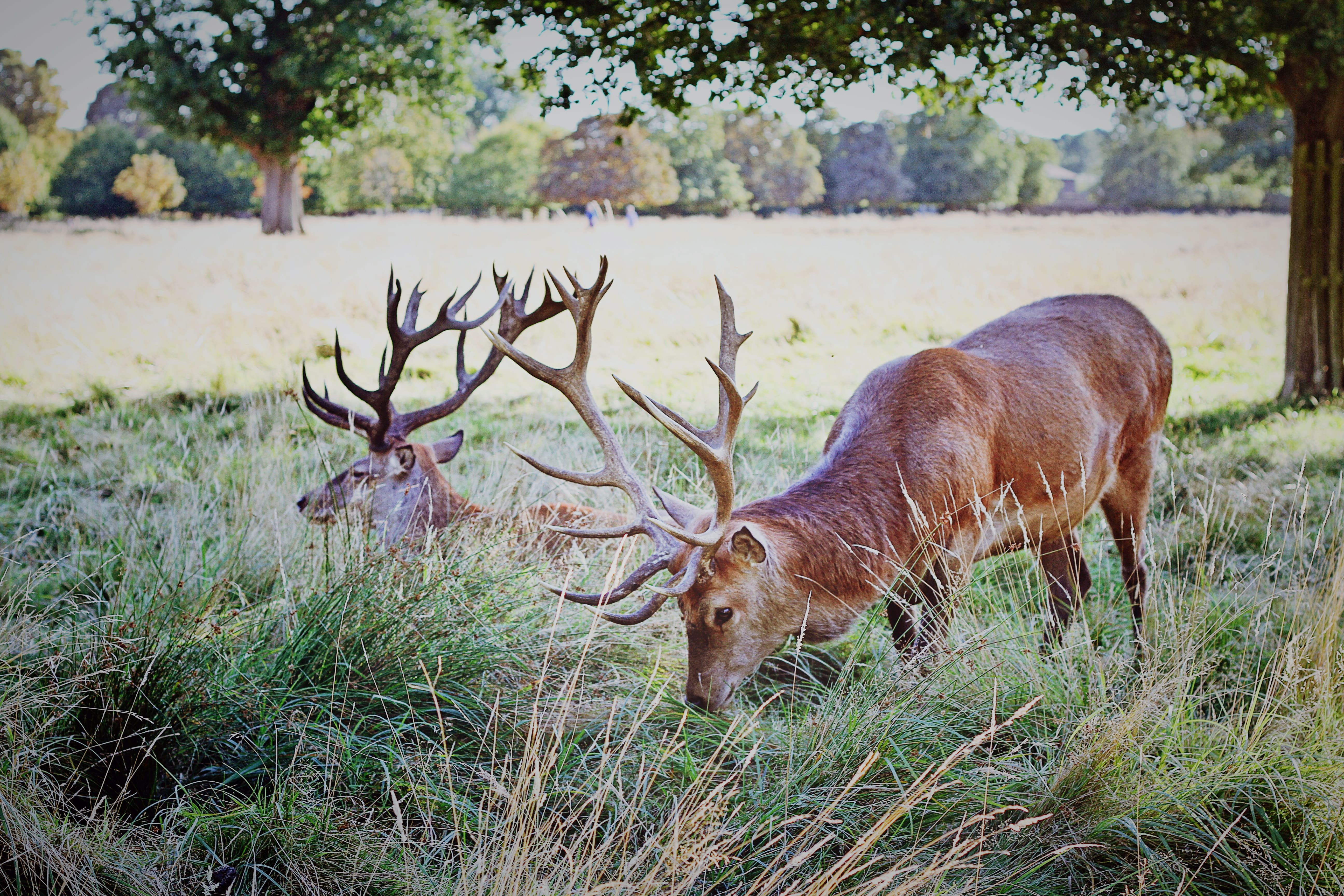 vertebrate, united kingdom, wild, plant, nature, london, field, mammal, outdoors, antler, one animal, animal wildlife, green, 5K, animals in the wild, HD Wallpaper