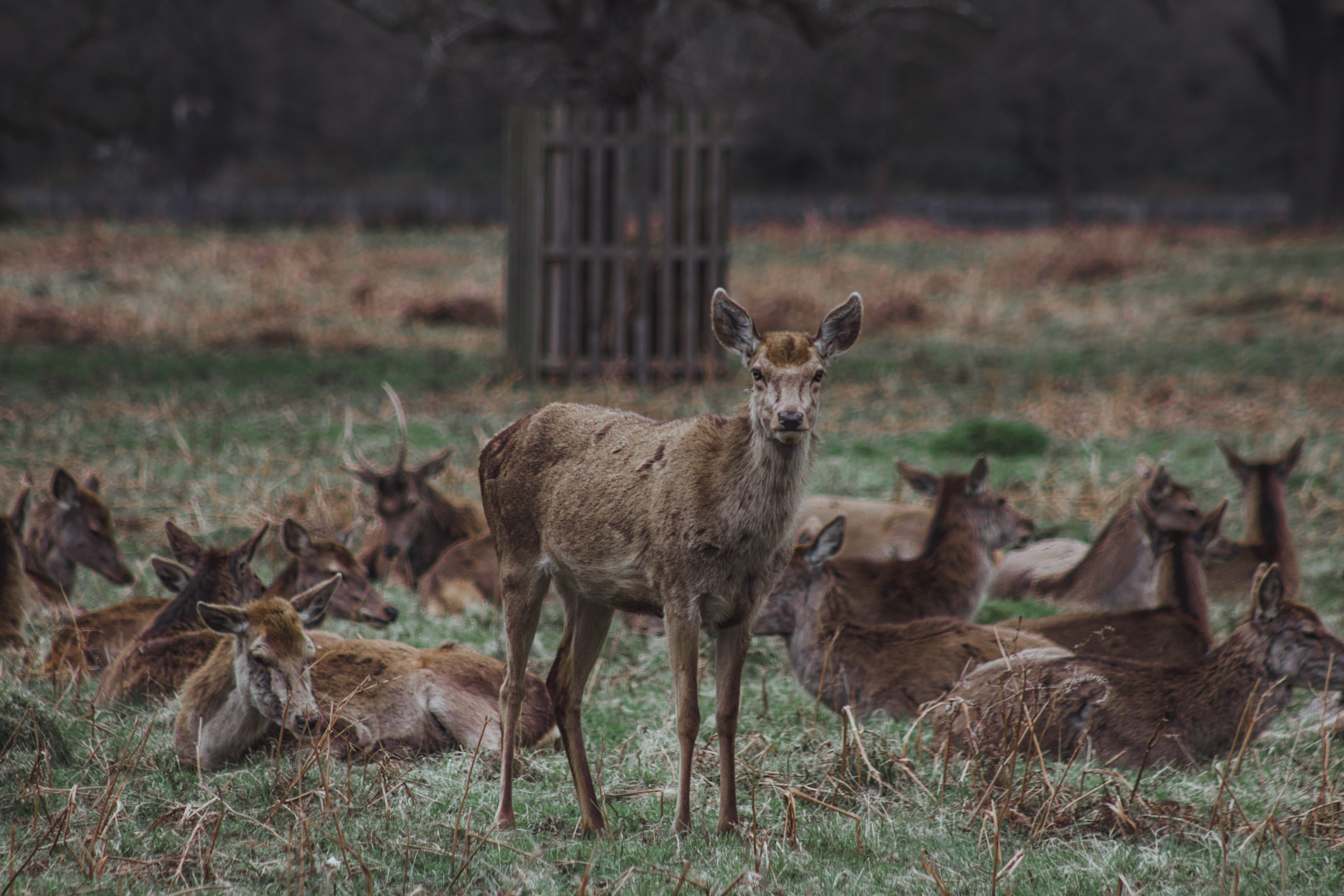 plant, group of animals, animal themes, deer, deers, nature, stag, grass, united kingdom, animal wildlife, animal family, vertebrate, no people, tree, fawn, HD Wallpaper