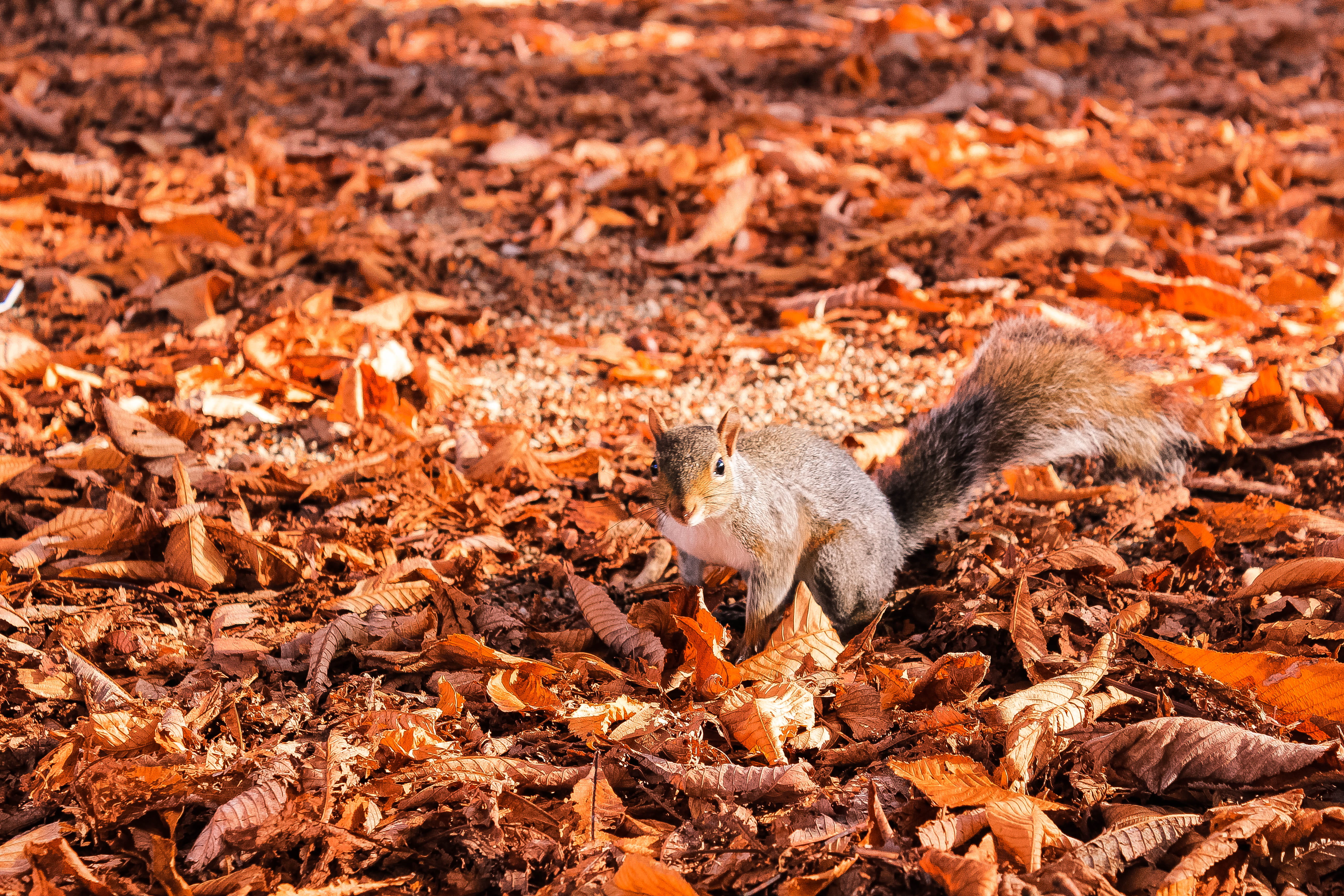 plant part, outdoors, autumn, no people, one animal, soil, mammal, animal, field, leaf, rodent, coyote, ground, daytime, fur, nature, metropolitan city of turin, HD Wallpaper