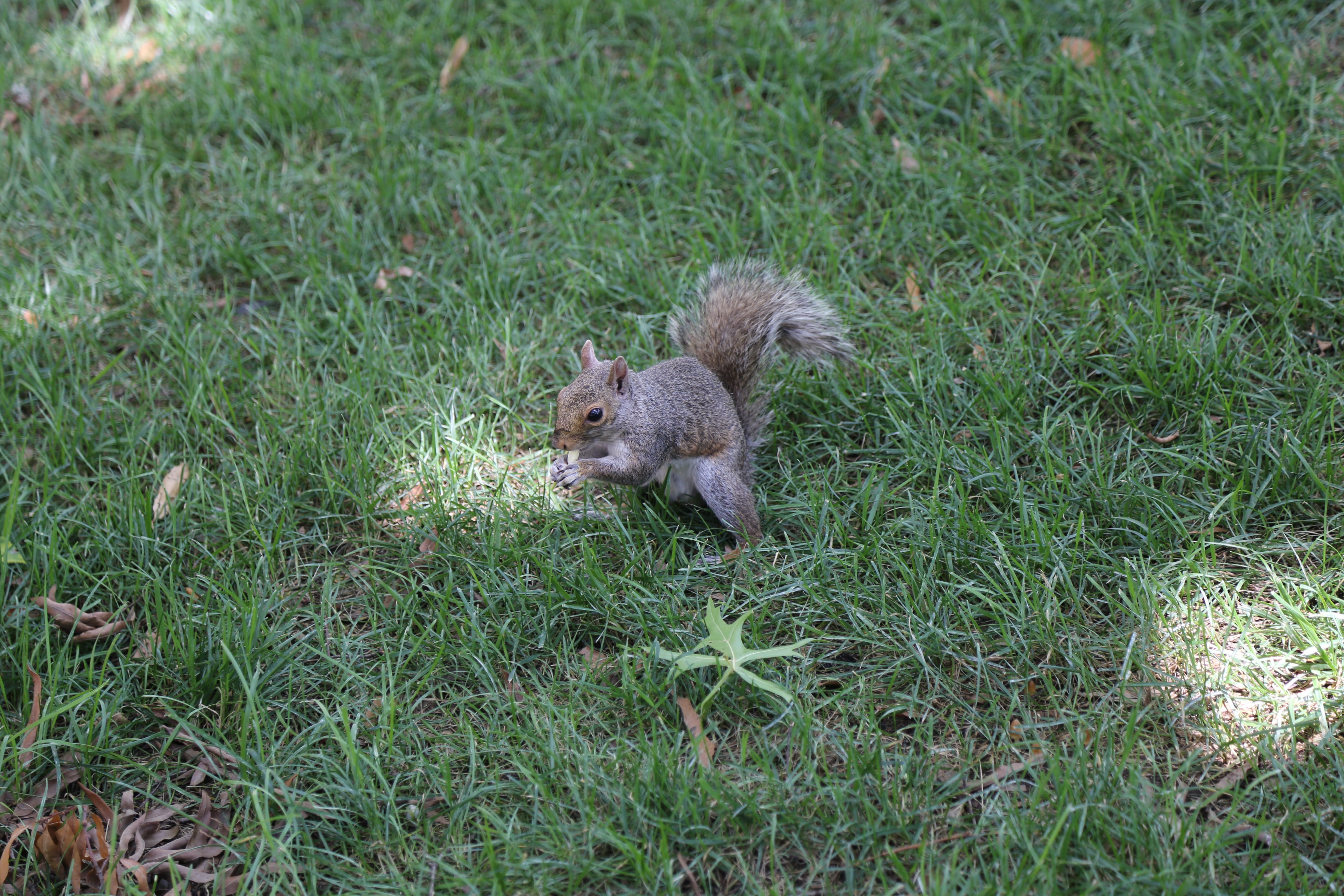 field, squirrel, 5K, fluffy, no people, rodent, outdoors, animals in the wild, park, small, growth, one animal, bushy, cute, vertebrate, grass, outdoor, HD Wallpaper