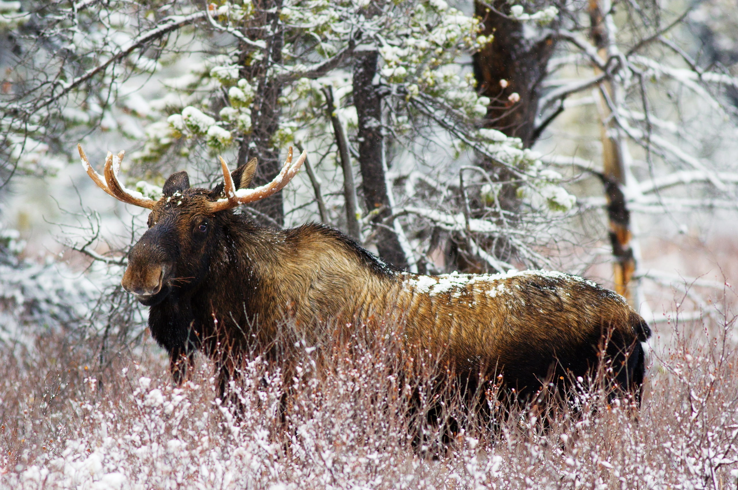 elk, land, black, stag, winter, snow, grass, no people, outdoors, horned, wildlife, brown, one animal, moose, 2K, hunting, deer, tree, animal, herbivorous, HD Wallpaper