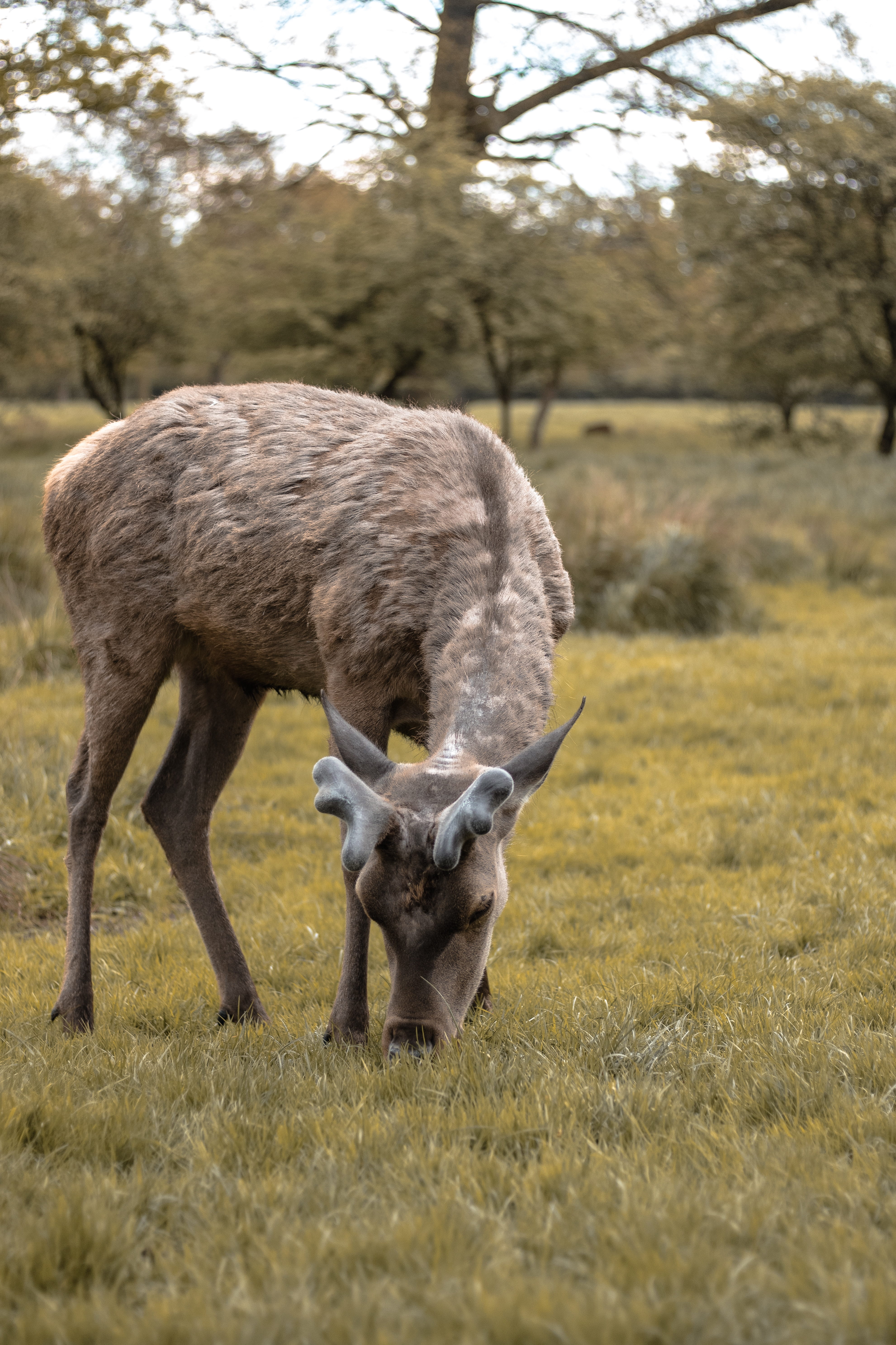 wood, day, animal, rural, domestic animals, antler, park, herbivorous, 5K, grazing, sheep, animal themes, mammal, tree, buck, stag, moose, domestic, hayfield, Phone HD Wallpaper