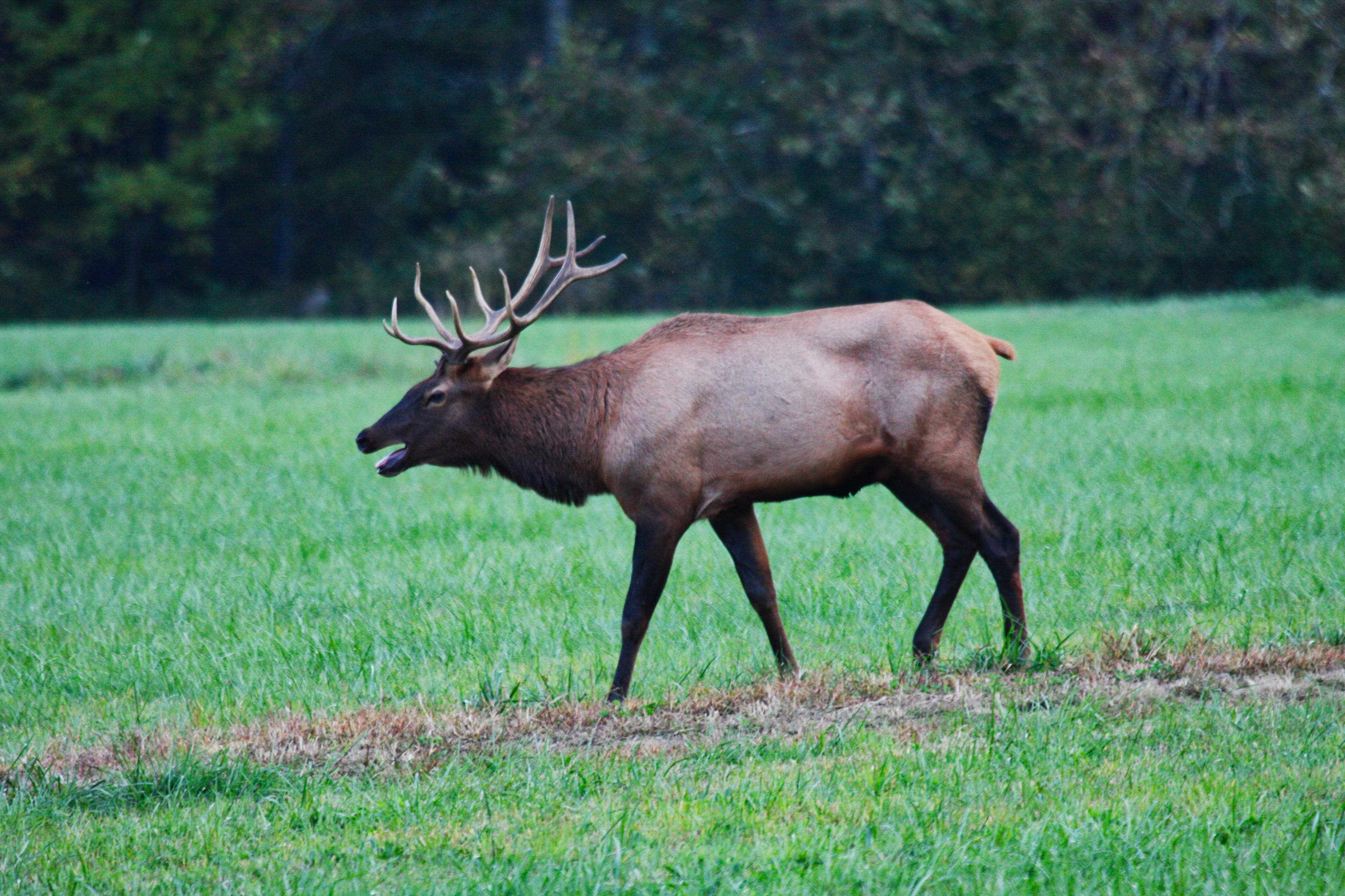 field, full length, one animal, bull, animal wildlife, mammal, outdoors, stag, herbivorous, profile view, 4K, moose, antler, day, buck, animal photography, HD Wallpaper