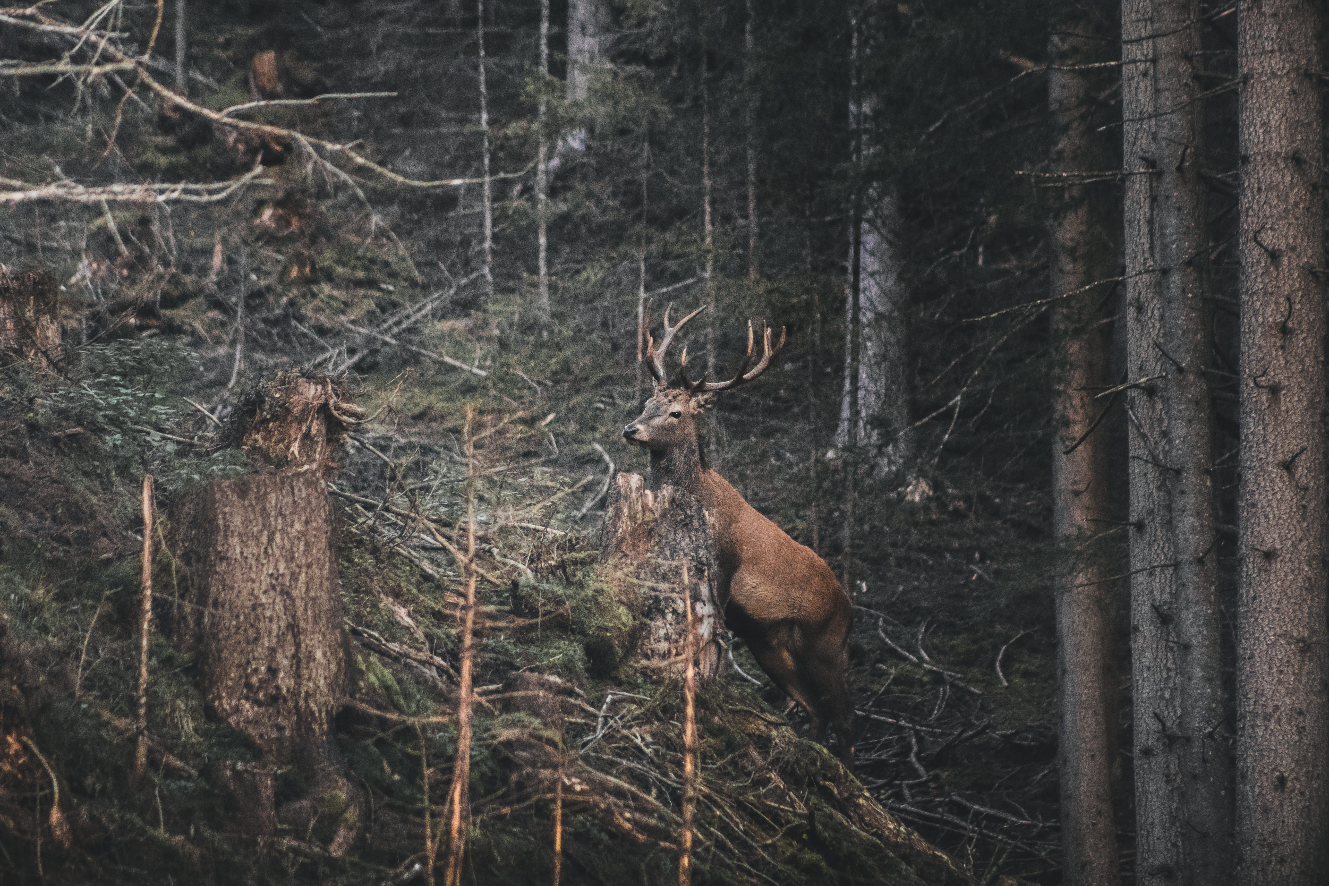 buck, animal themes, barbaric, nature, 5K, reindeer, no people, land, park, plant, woodland, antler, herbivorous, animals in the wild, deer, day, mammal, HD Wallpaper