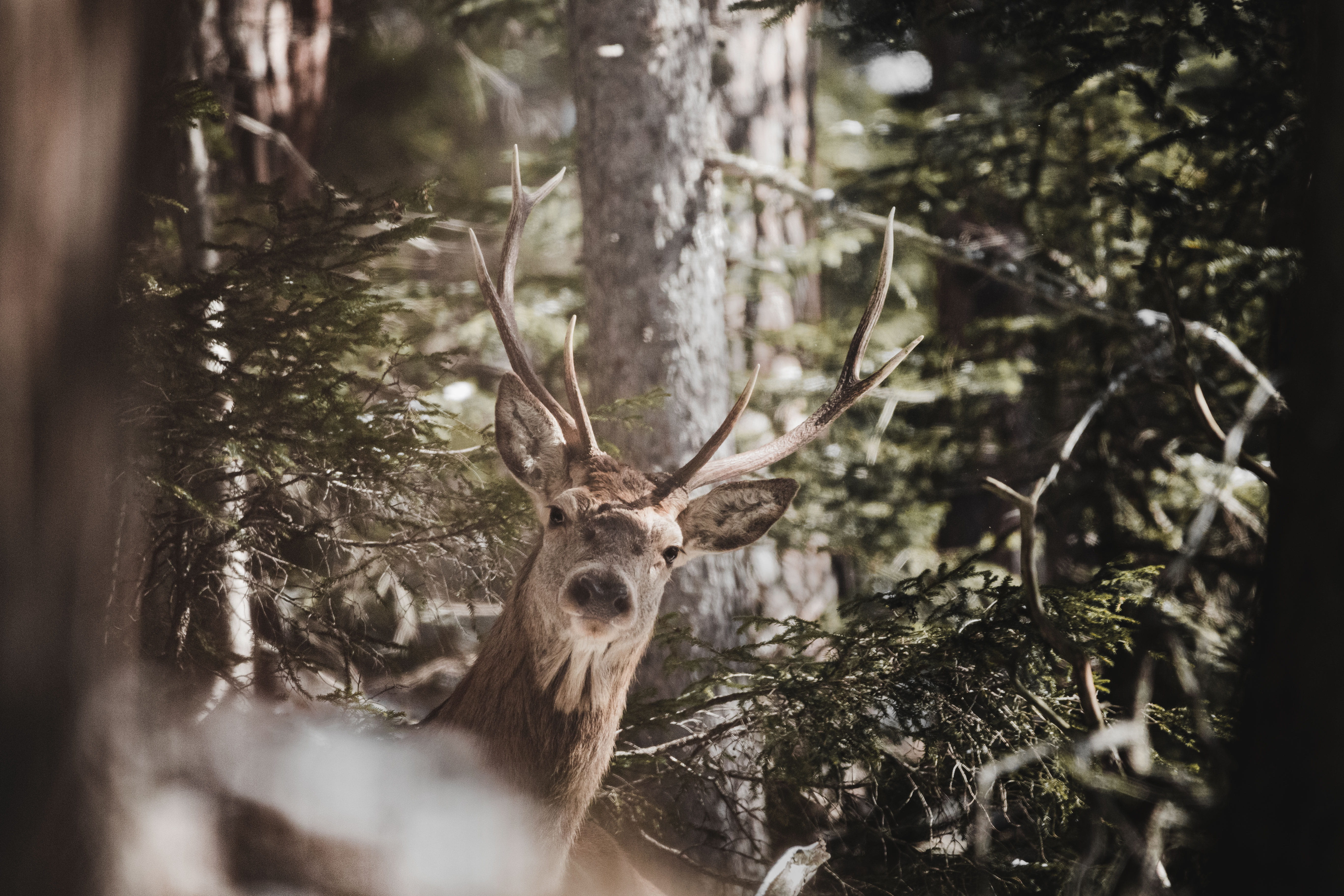 antlers, reindeer, wild, tree, animals in the wild, buck, 5K, daylight, animal head, one animal, wild animal, wildlife, brown, woodland, plant, forest, HD Wallpaper