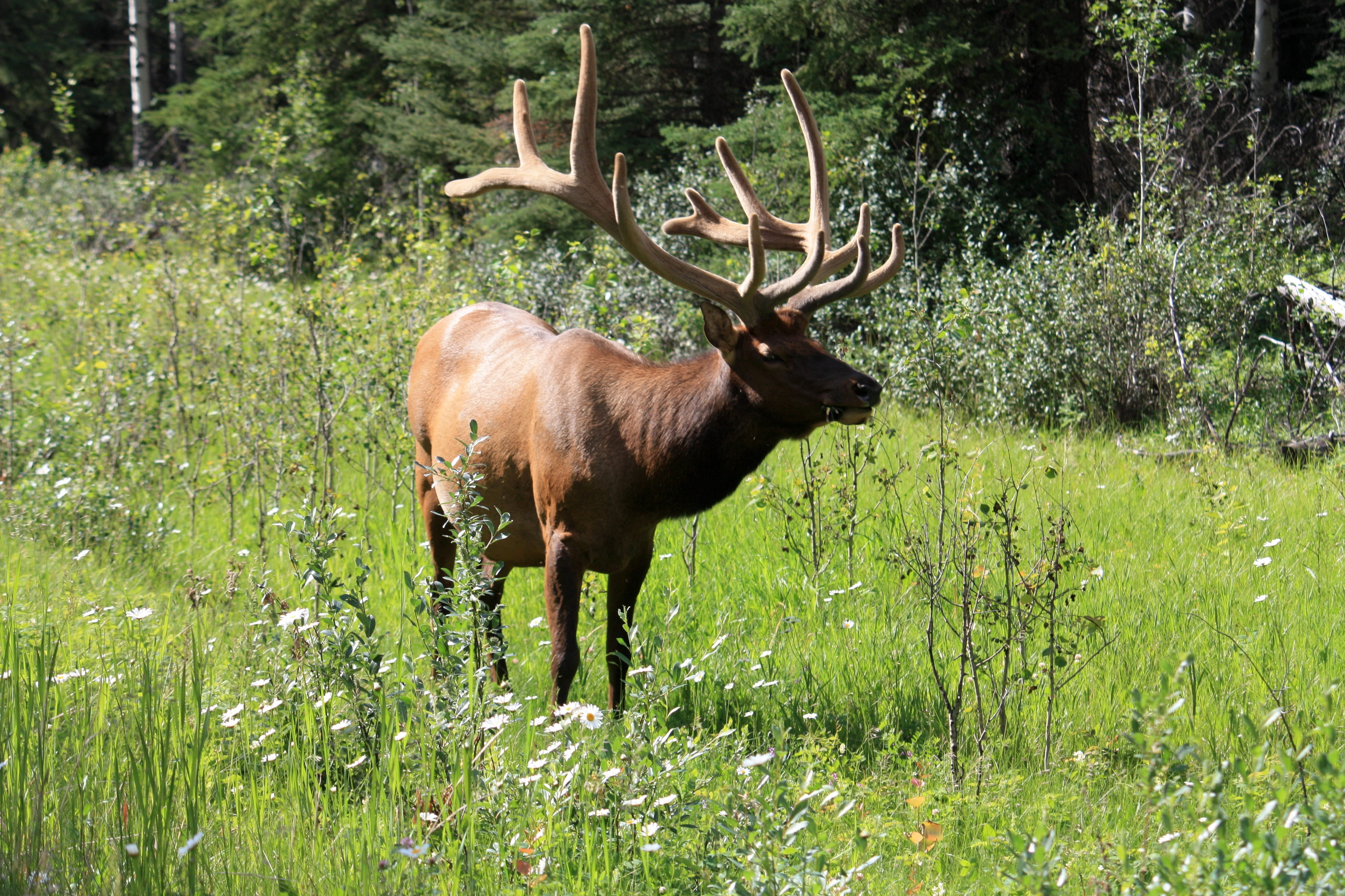 wild Animals, herbivorous, red Deer - Animal, nature, 4K, land, horned, animals And Pets, field, tree, animals In The Wild, standing, day, plant, animal wildlife, HD Wallpaper