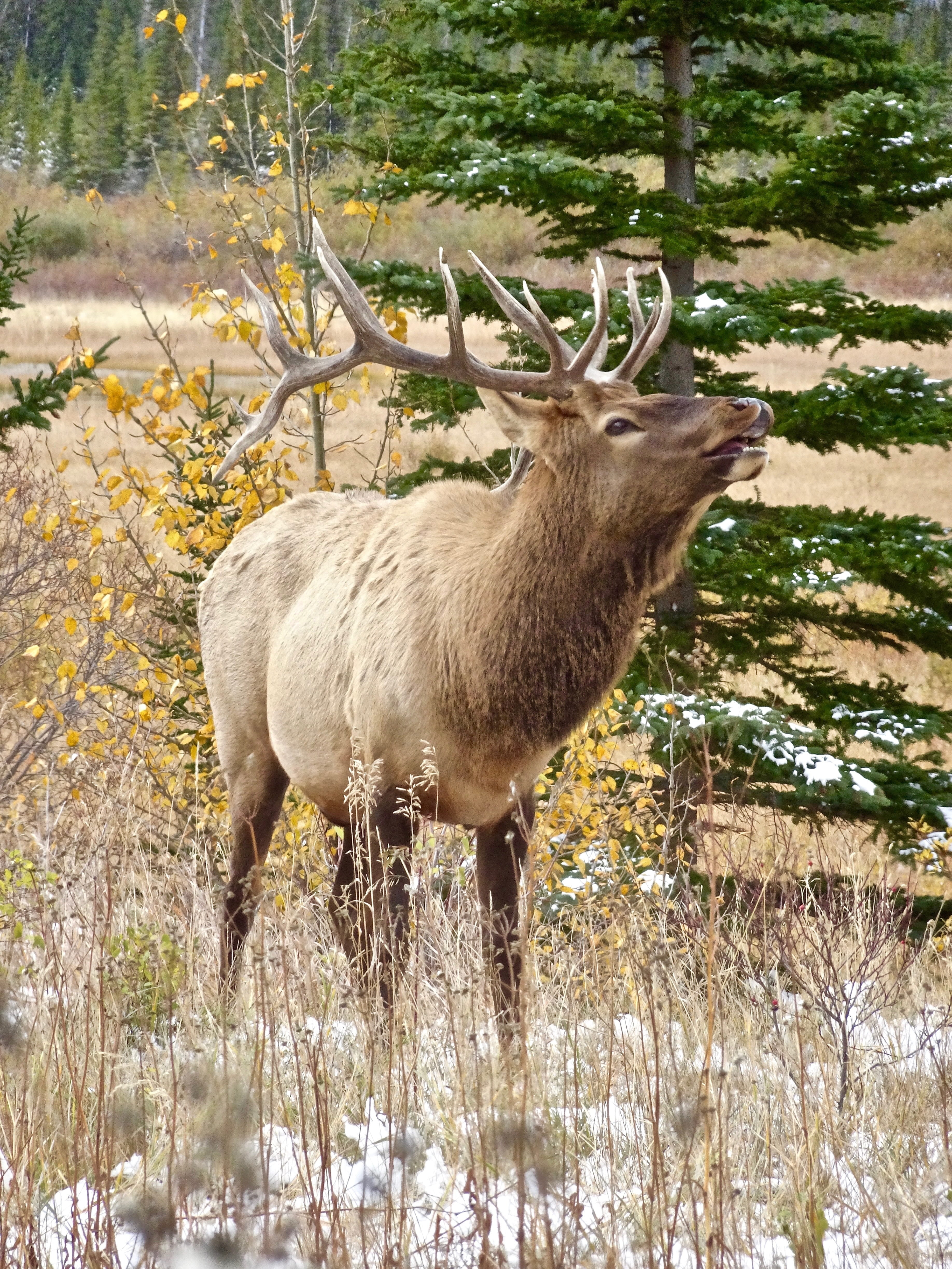 field, deer, wildlife, mammal, standing, animals in the wild, near, one animal, horned, brown, antler, elk, calling, antlers, animal themes, stag, plant, Phone HD Wallpaper
