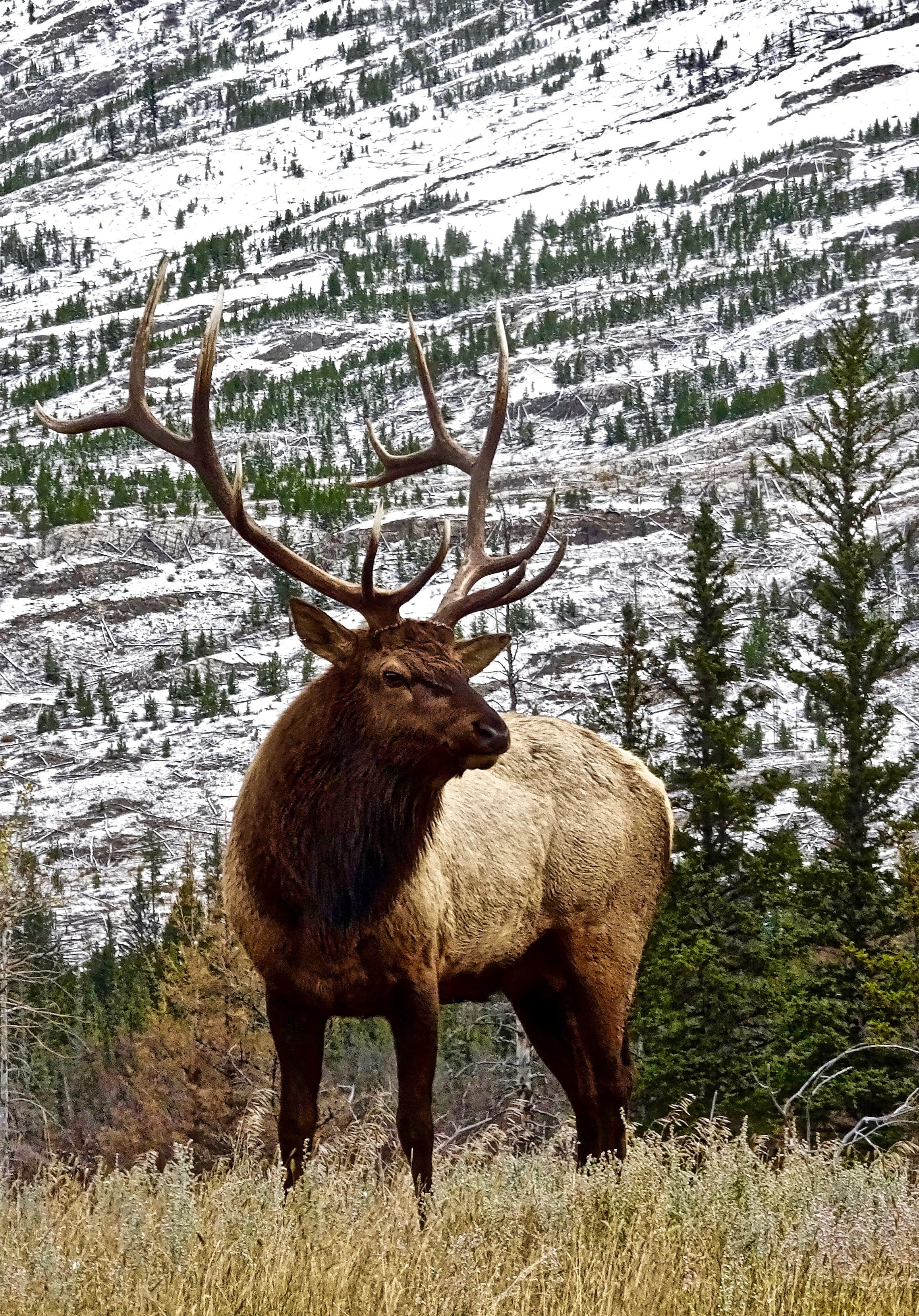 herbivorous, reindeer, field, land, day, standing, stag, nature, mountain, deer, brown, tree, one animal, wilderness, animal wildlife, elk, animal themes, Phone HD Wallpaper
