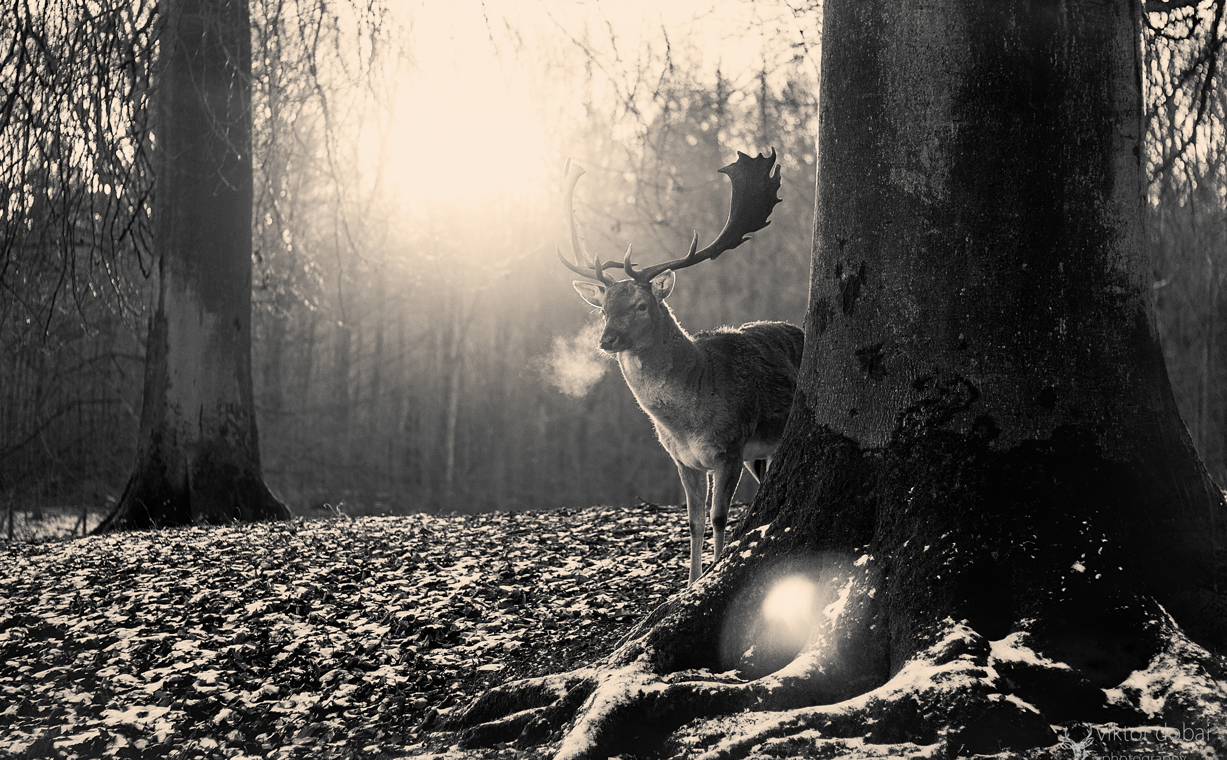 Trees, animal themes, Cold, Vintage, lens flare, tree, beauty in nature, animal wildlife, Forest, day, antler, outdoors, no people, tree trunk, mammal, HD Wallpaper
