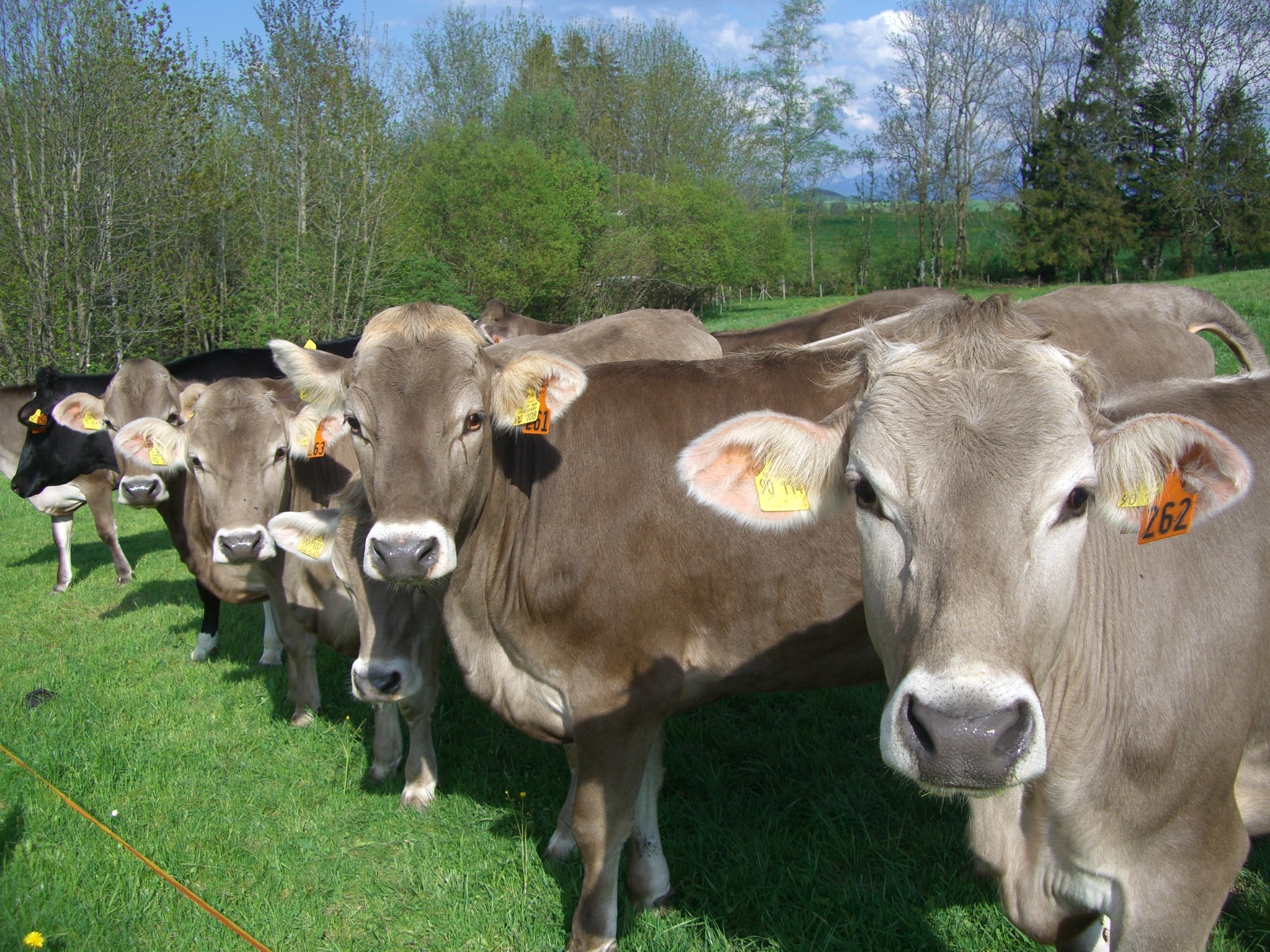 livestock, farm, field, herd, domestic animals, nature, vertebrate, plant, cow, rural Scene, no people, cows, allgäu, pets, allgäu brown, animal themes, HD Wallpaper