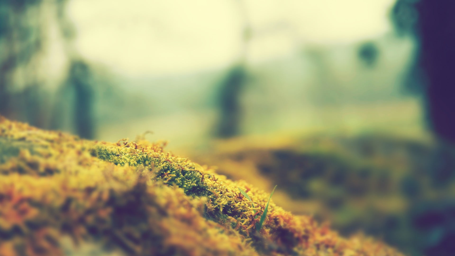plant part, alone, trunk, autumn, moss, close-up, brown, tranquility, grass, tree trunk, shot, growth, selective focus, plant, 1080P, nature, leaf, photography, HD Wallpaper
