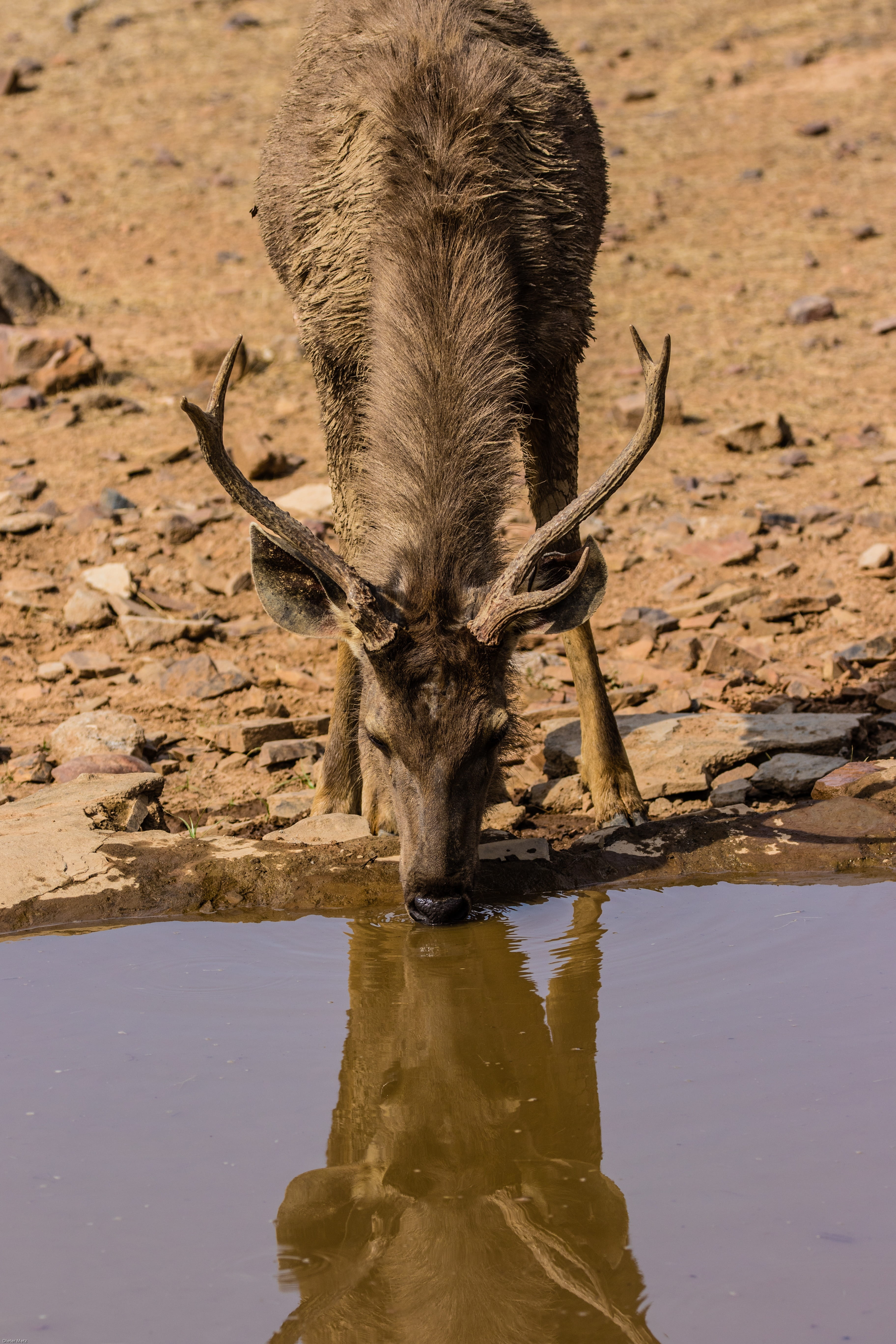 animal world, mirroring, vertebrate, reflection, animal wildlife, herbivorous, wild, national park, 5K, animal themes, animal head, tree, water, mammal, Phone HD Wallpaper
