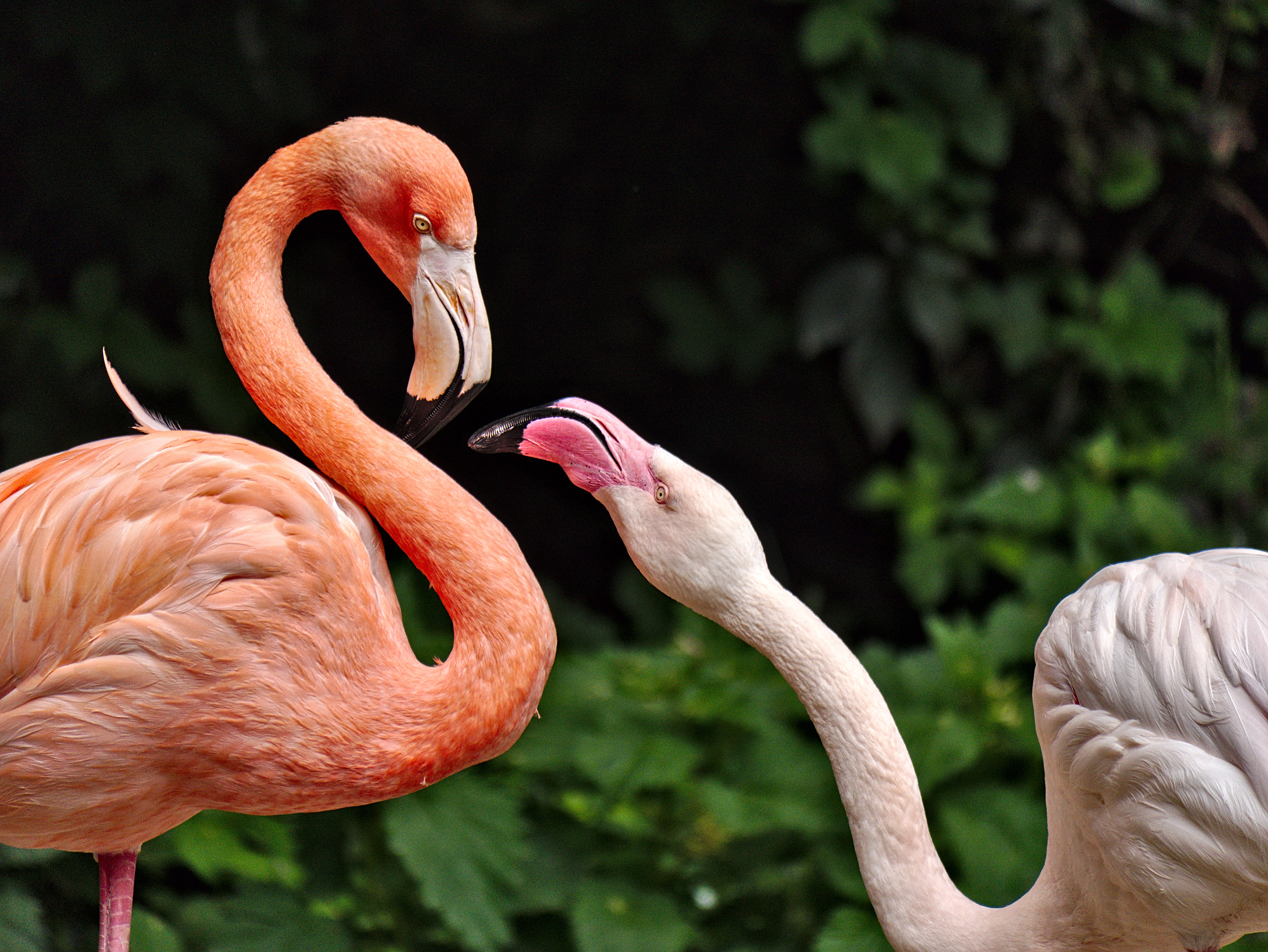 5K, photography, mich, animal, bird, waterbird, roter, Flamingos, time, selective focus, africa, zoo, tropical Climate, looking, pink Color, outdoor, wildlife, HD Wallpaper