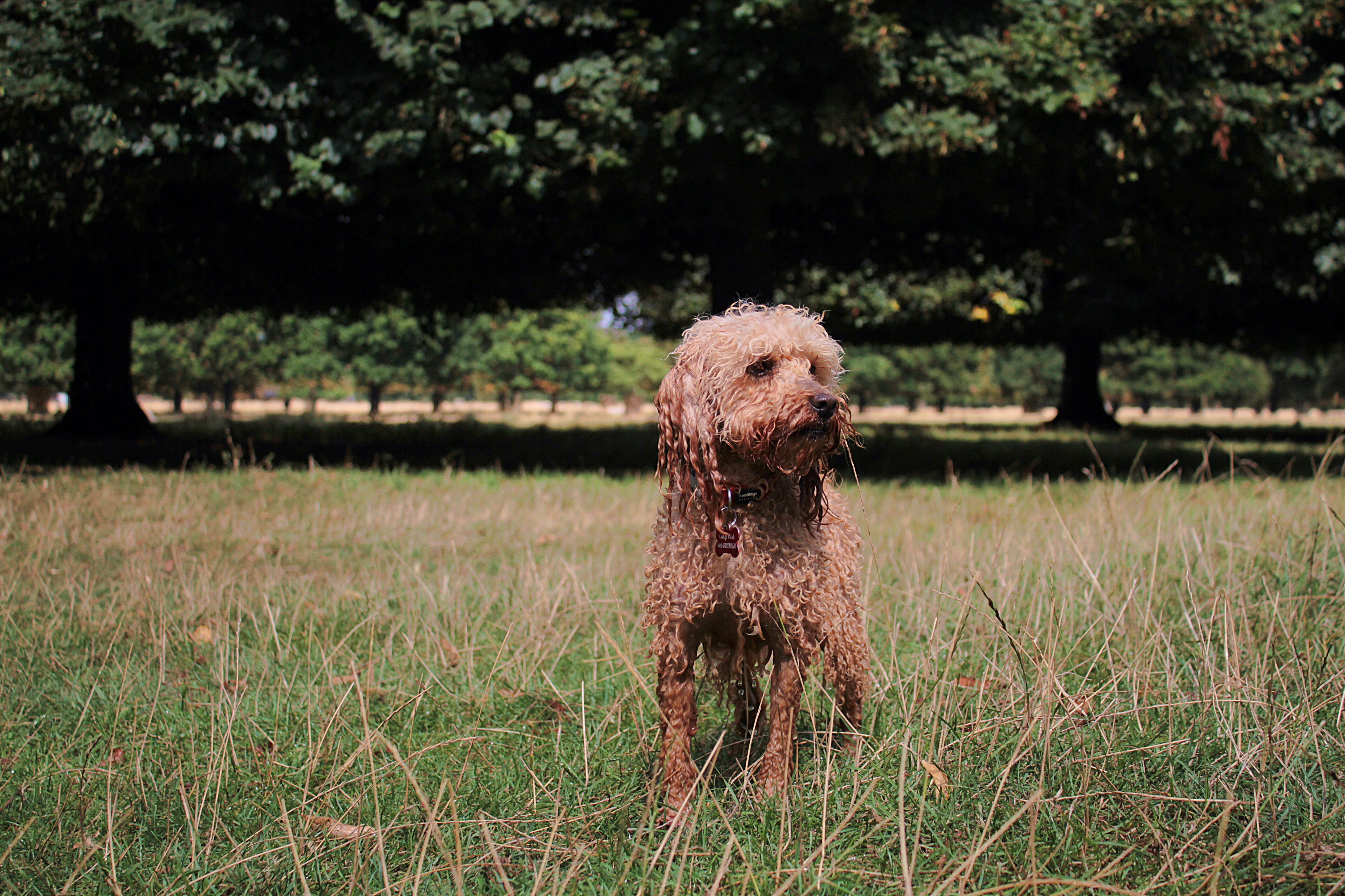 vertebrate, plant, field, wild, park, canine, land, pets, domestic, puppy, hampton, nature, domestic animals, 5K, outdoors, forest, pet, mammal, bushy park, HD Wallpaper