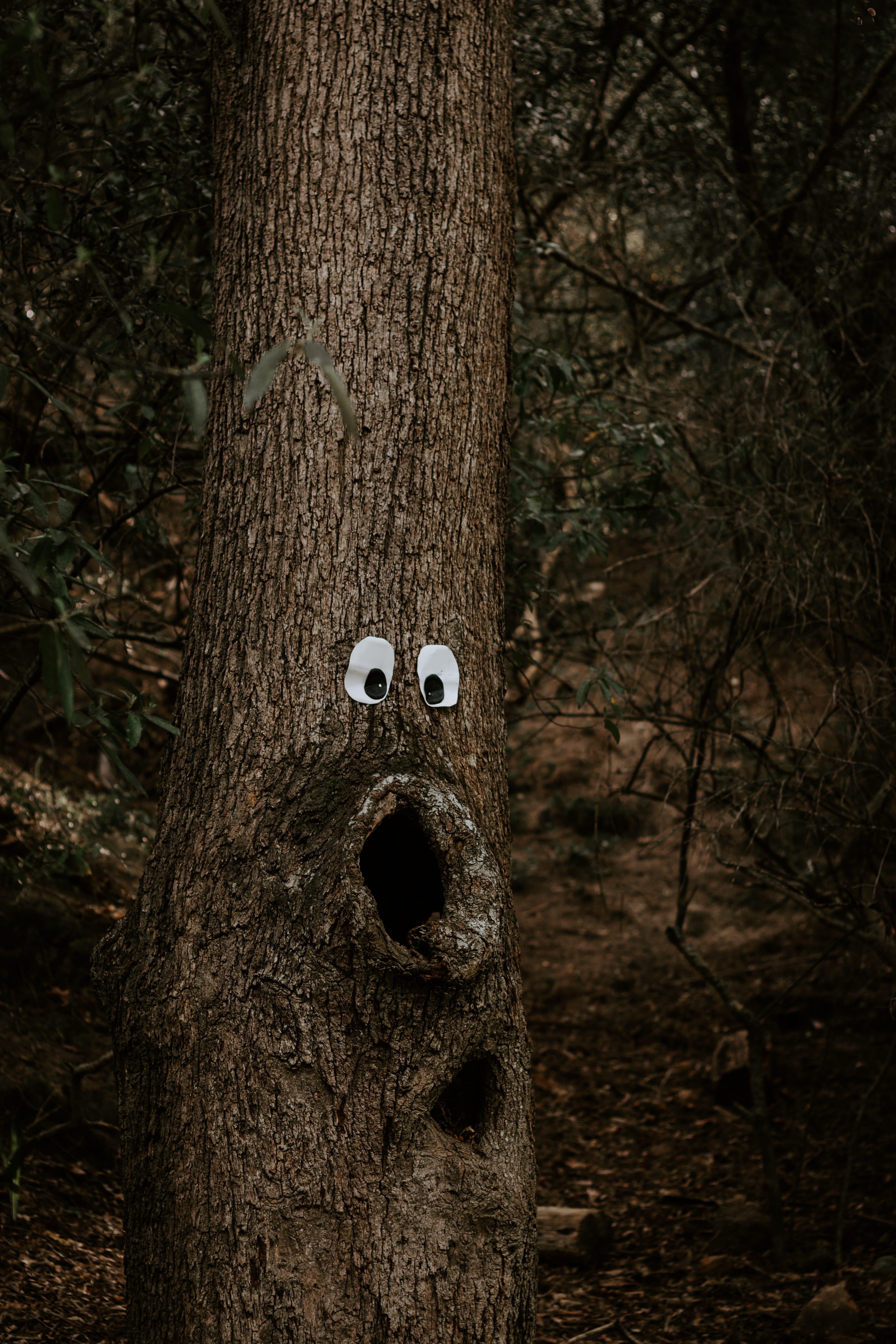 vertical, naturaleza, rough, nature, smartphone, body part, 5K, tree, captionthi, outdoors, face, outside, emotion, close-up, trunk, Phone HD Wallpaper