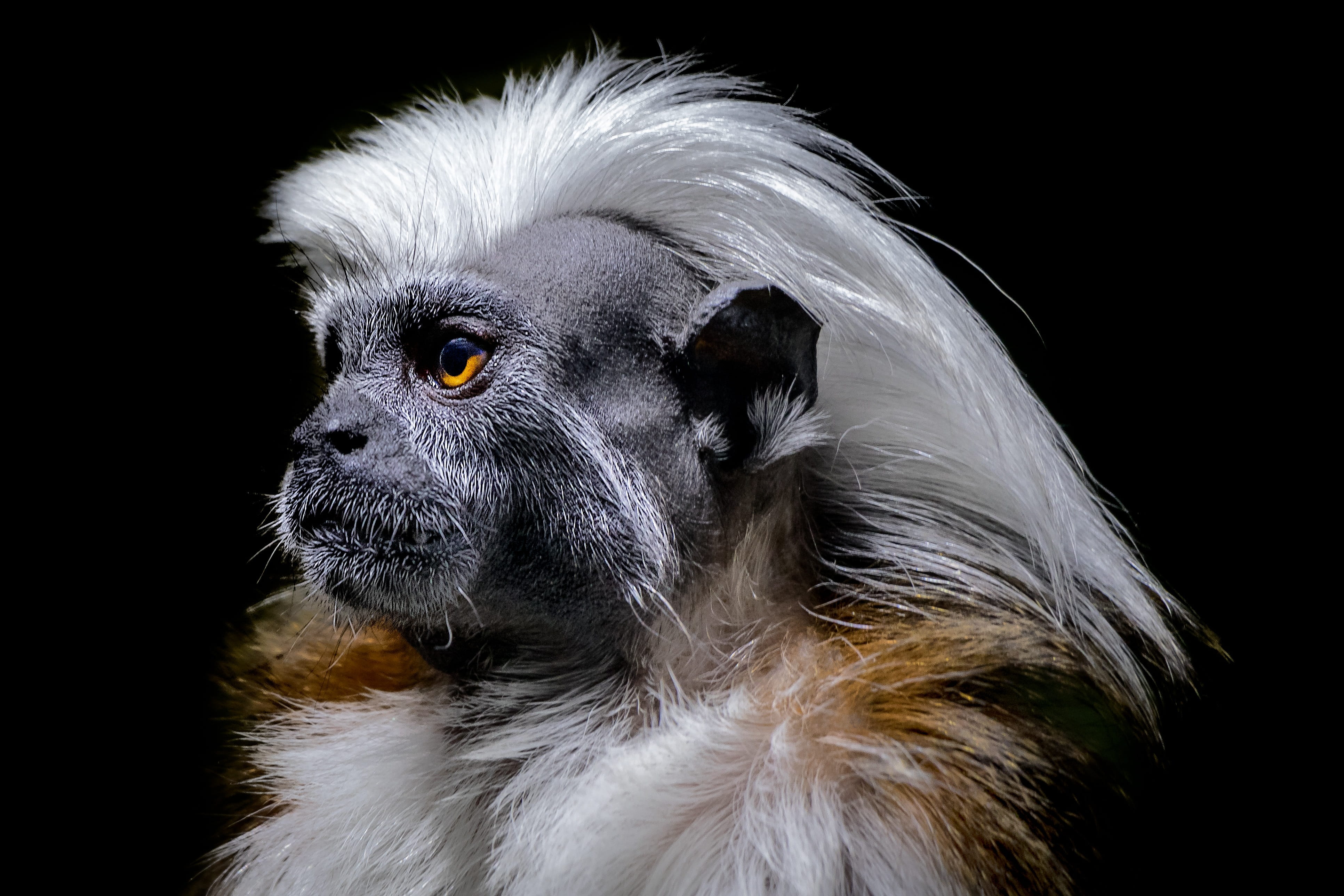 white, studio shot, hair, focus, wildlife, canine, animal hair, pets, profile view, animal themes, mammal, face, zoo, photography, ape, vertebrate, fur, HD Wallpaper