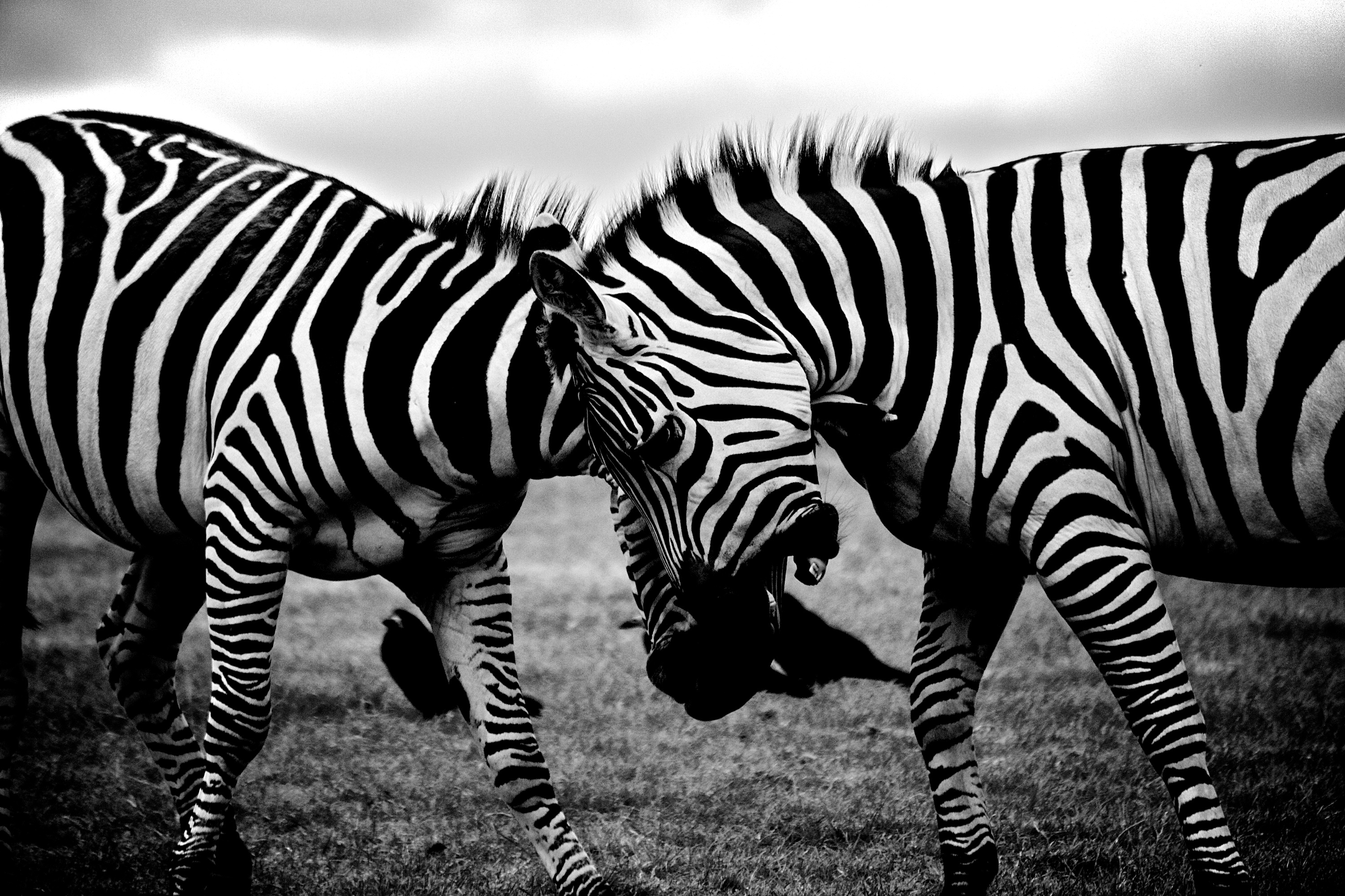 stripes, two animals, two, zebra, grayscale, vertebrate, wildlife, group of animals, wild, no people, animal, zoo, mammal, safari, jungle, outdoors, zebras, HD Wallpaper