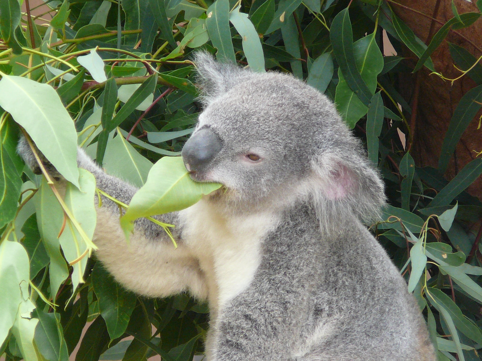 zoo, grey, furry, eucalyptus, branch, growth, one animal, no people, wildlife, tree, leaf, outdoors, close-up, australia, fur, animal themes, holding, wild, HD Wallpaper