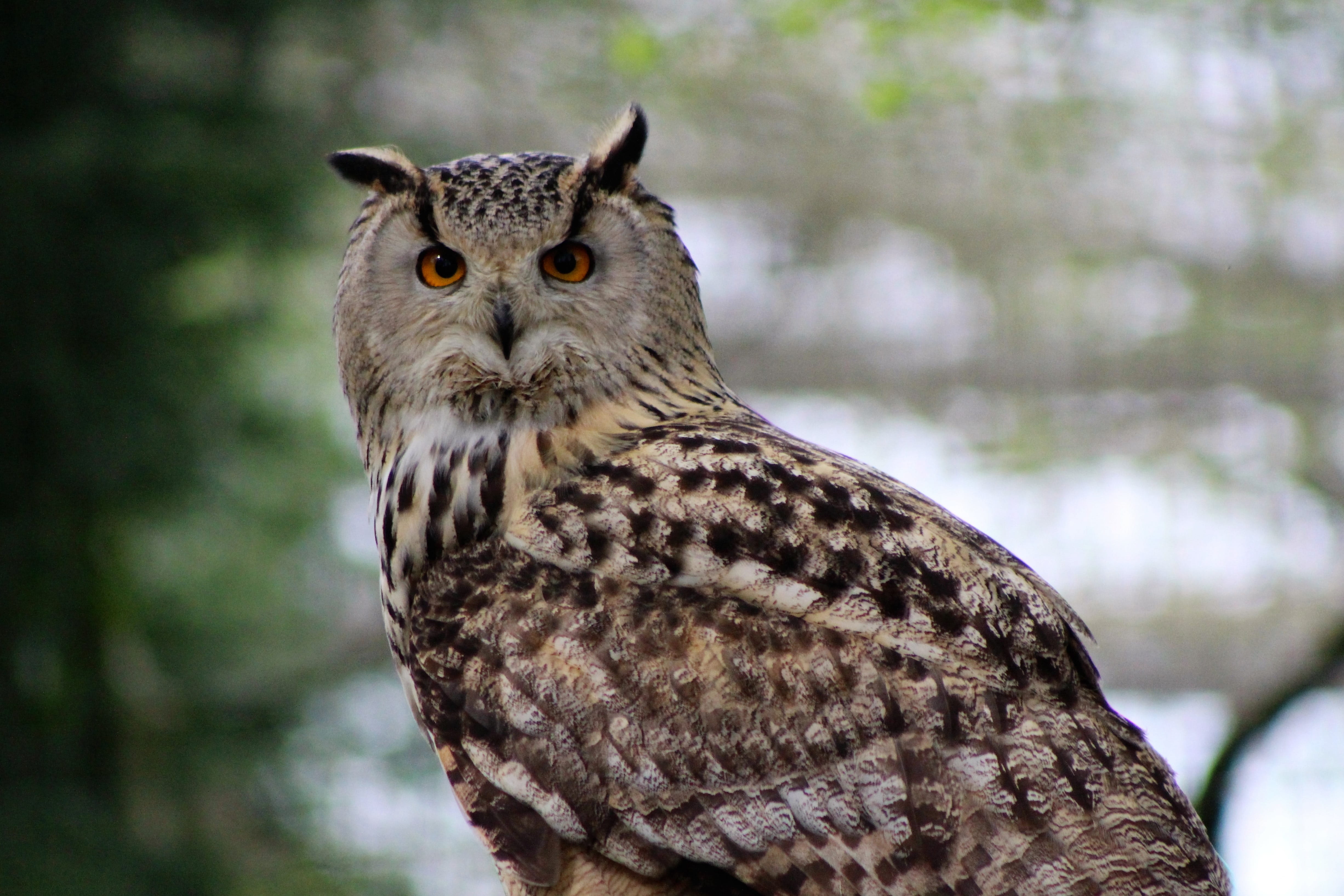 selective, close-up, feather, forest, predator, vertebrate, looking at camera, animals Hunting, animal wildlife, looking, beak, animal Eye, nature, owl, HD Wallpaper