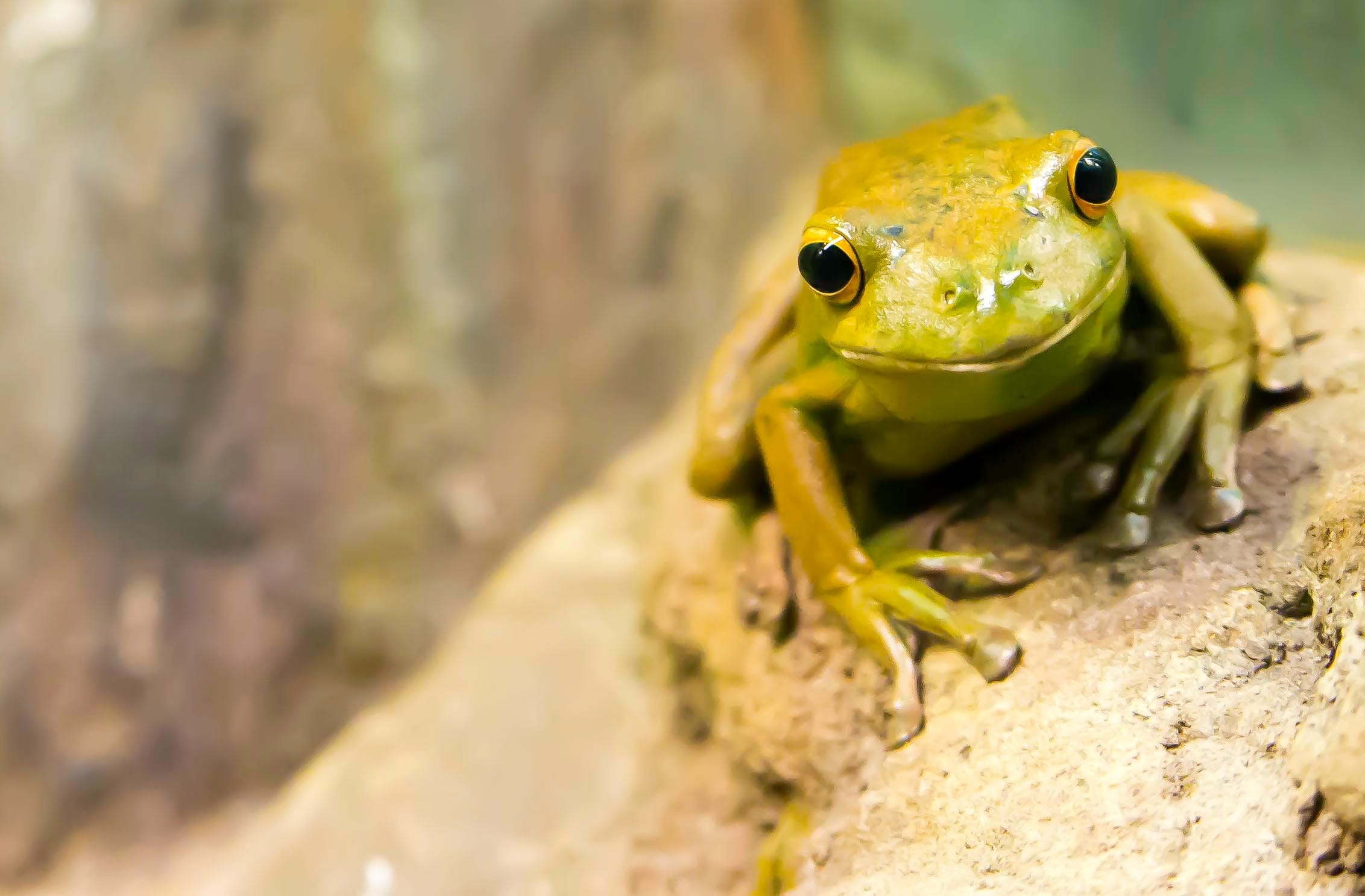 brown, 1080P, exotic, animals in the wild, one animal, small, animal wildlife, outdoors, water, wildlife, green Color, focus, nature, green frog, green, HD Wallpaper