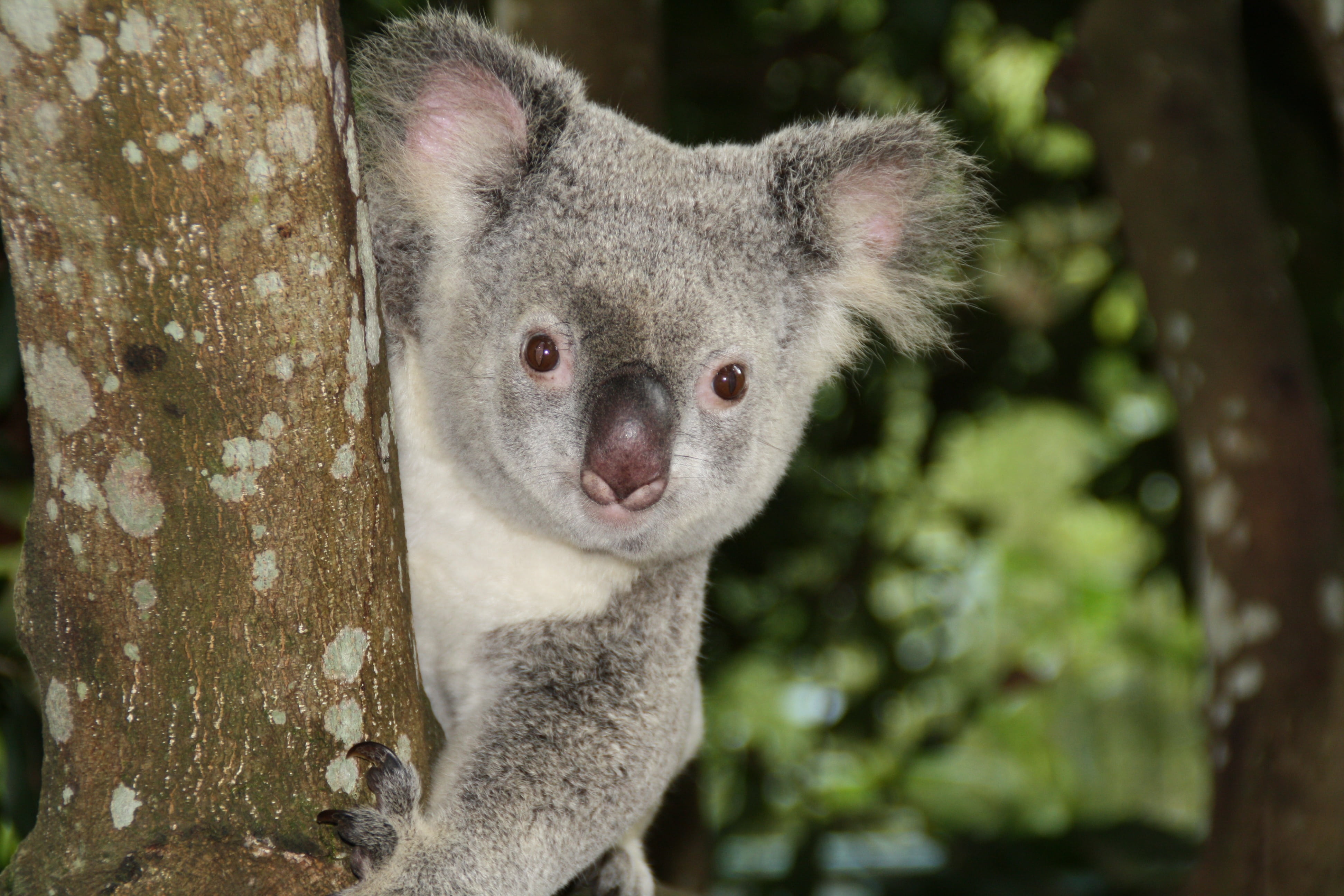 outdoors, focus on foreground, close-up, no people, animal nose, wildlife, looking at camera, tree trunk, photography, snout, zoo, 4K, koala bear, australia, HD Wallpaper