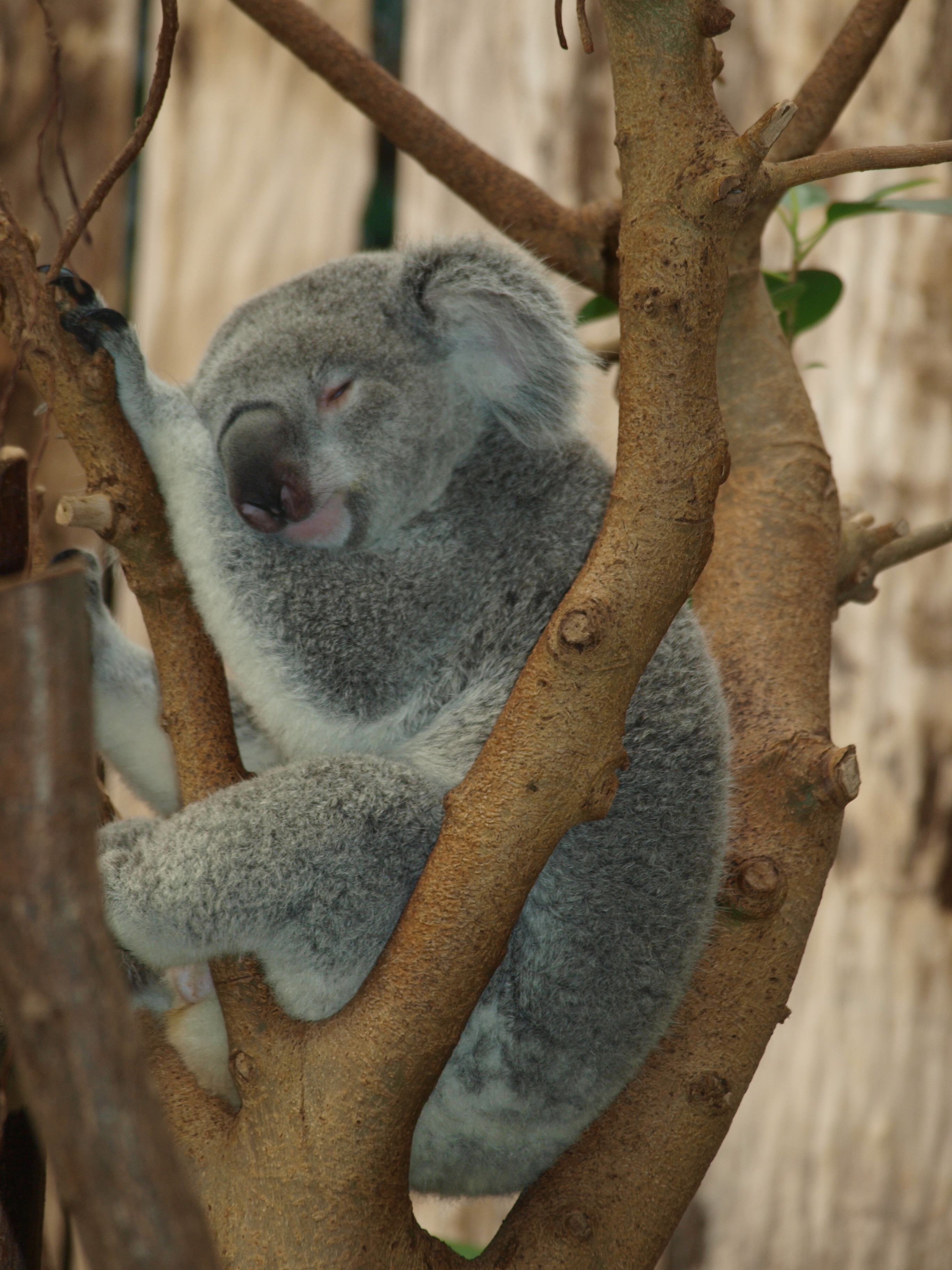 vertebrate, animal themes, gray, focus on foreground, animal, teddy bear, australia, koala, animal wildlife, trunk, animals in the wild, outdoors, eucalyptus, Phone HD Wallpaper