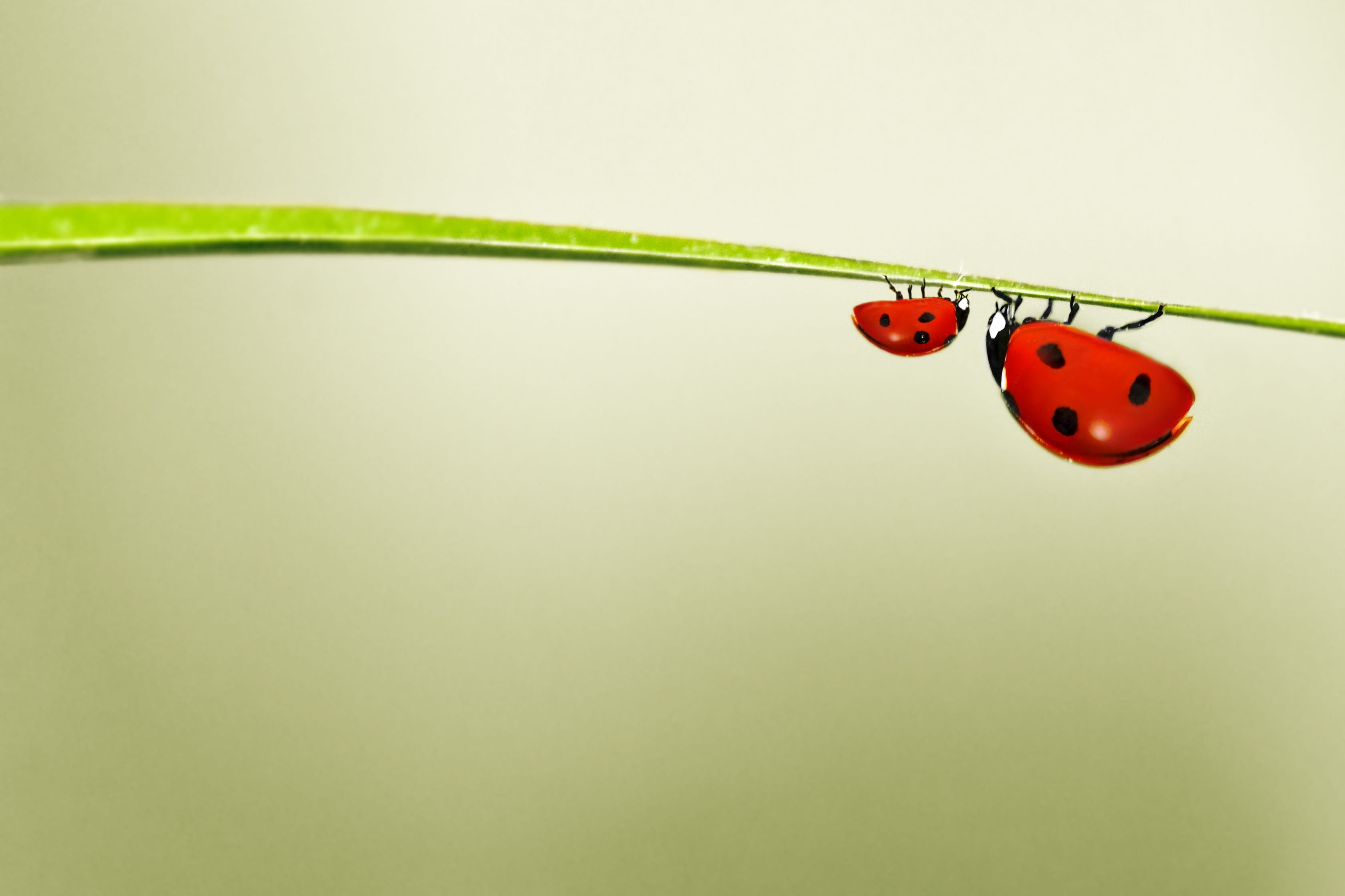 small, animal, 2K, insect, colored background, no people, animal wildlife, ladybugs, focus, close-up, cable, plant stem, nature, studio shot, little, photography, HD Wallpaper