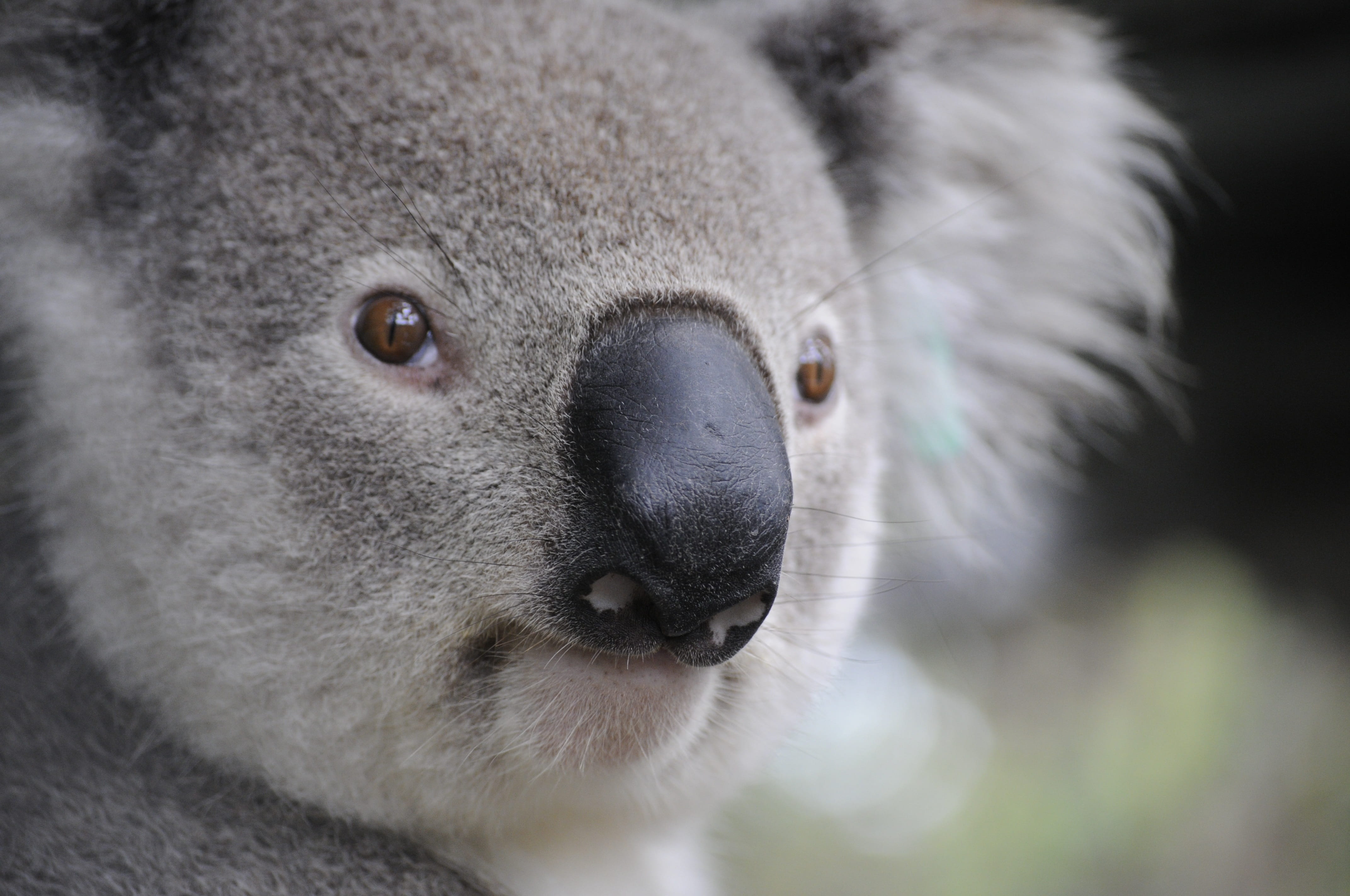 cute, animal wildlife, vertebrate, shallow focus, one animal, close-up, animal body part, marsupial, australian Culture, animal head, bear, 4K, outdoors, HD Wallpaper