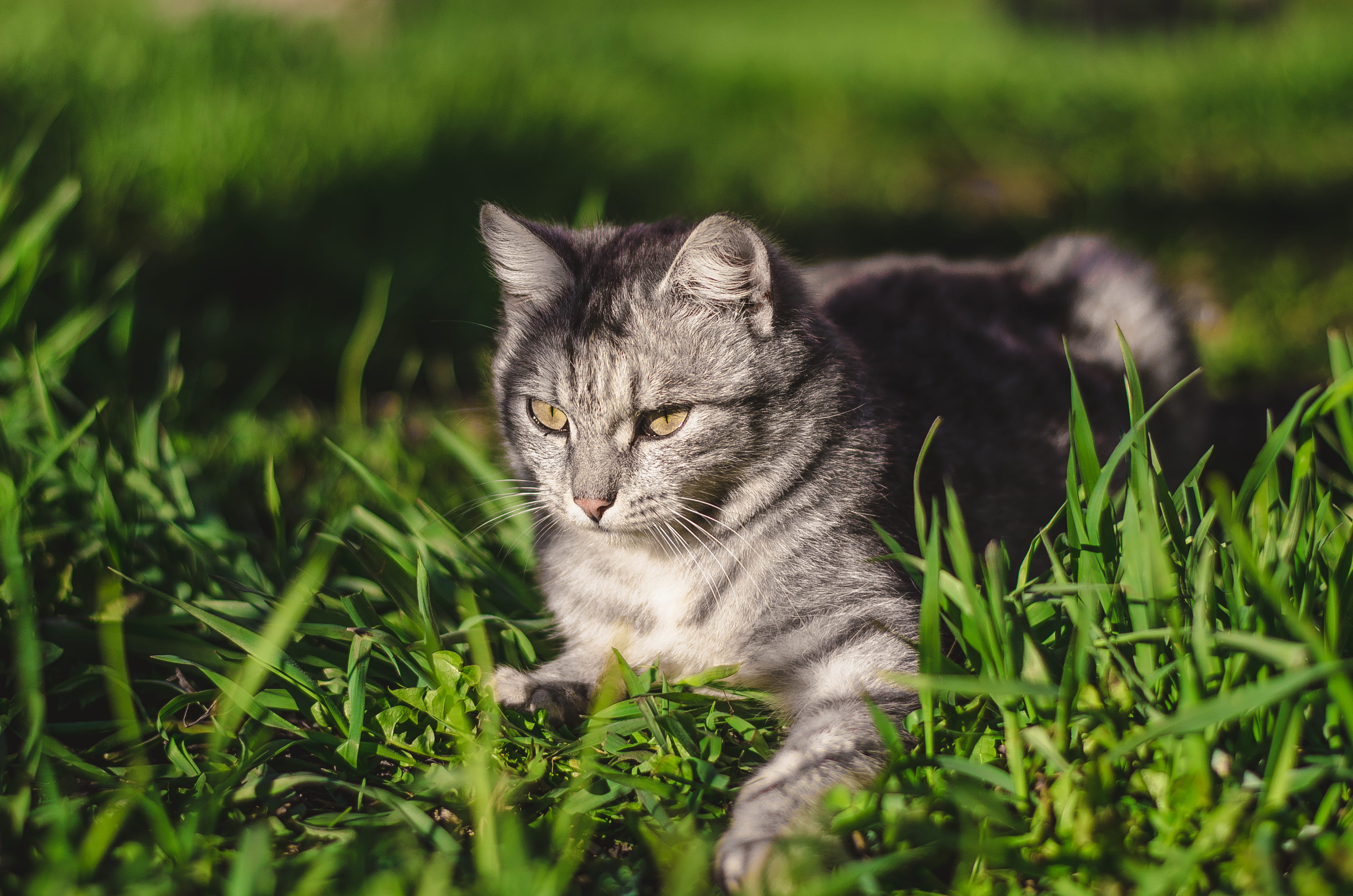 wild, animal photography, mammal, young, vertebrate, kitty, blur, green, animal themes, nature, hair, feline, plant, lying, silver, animal, portrait, photography, HD Wallpaper