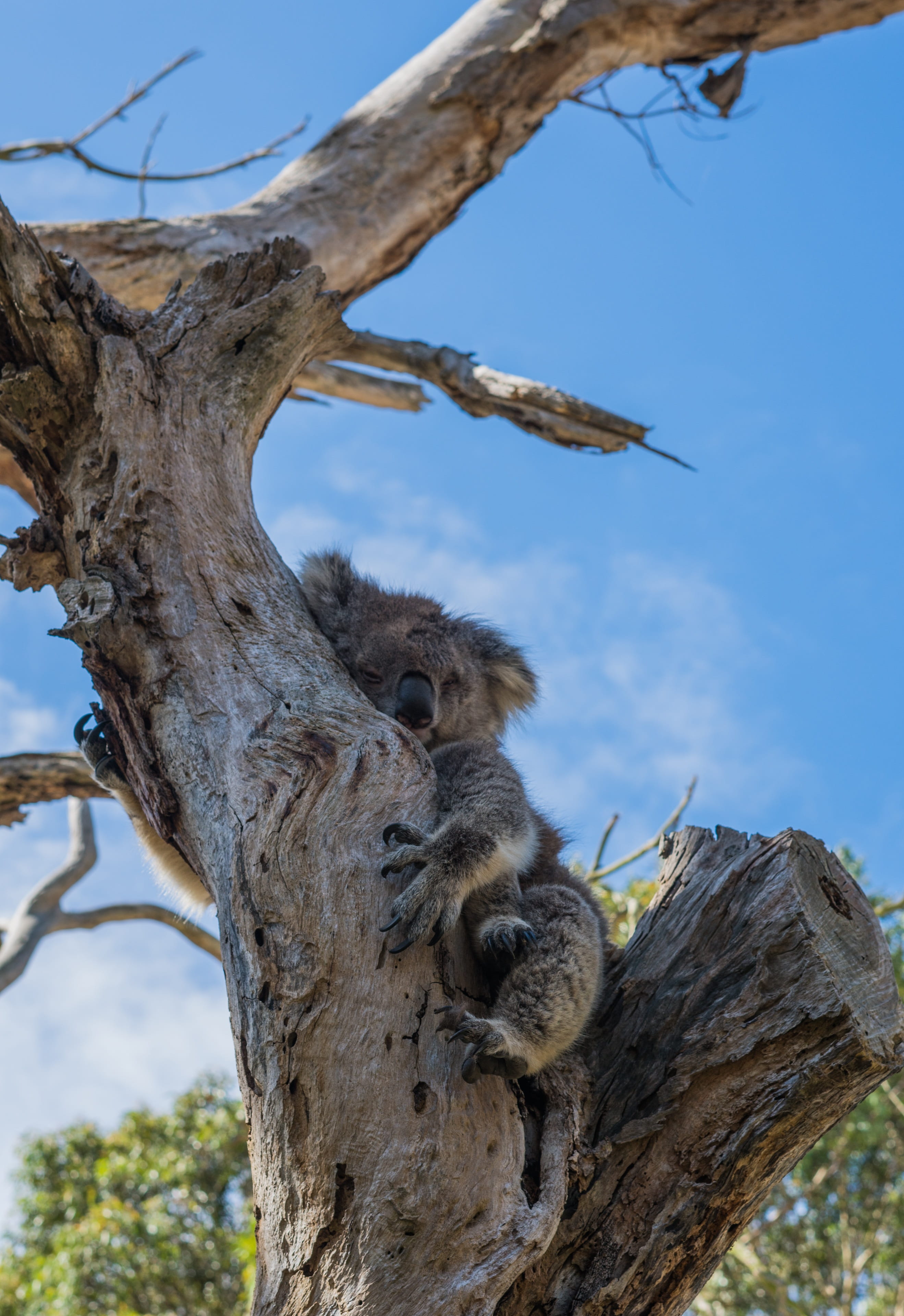 animals in the wild, no people, australia, day, relaxation, furry, sky, one animal, animal, vertebrate, nature, animal themes, aus, sitting, cuddly, tree trunk, Phone HD Wallpaper
