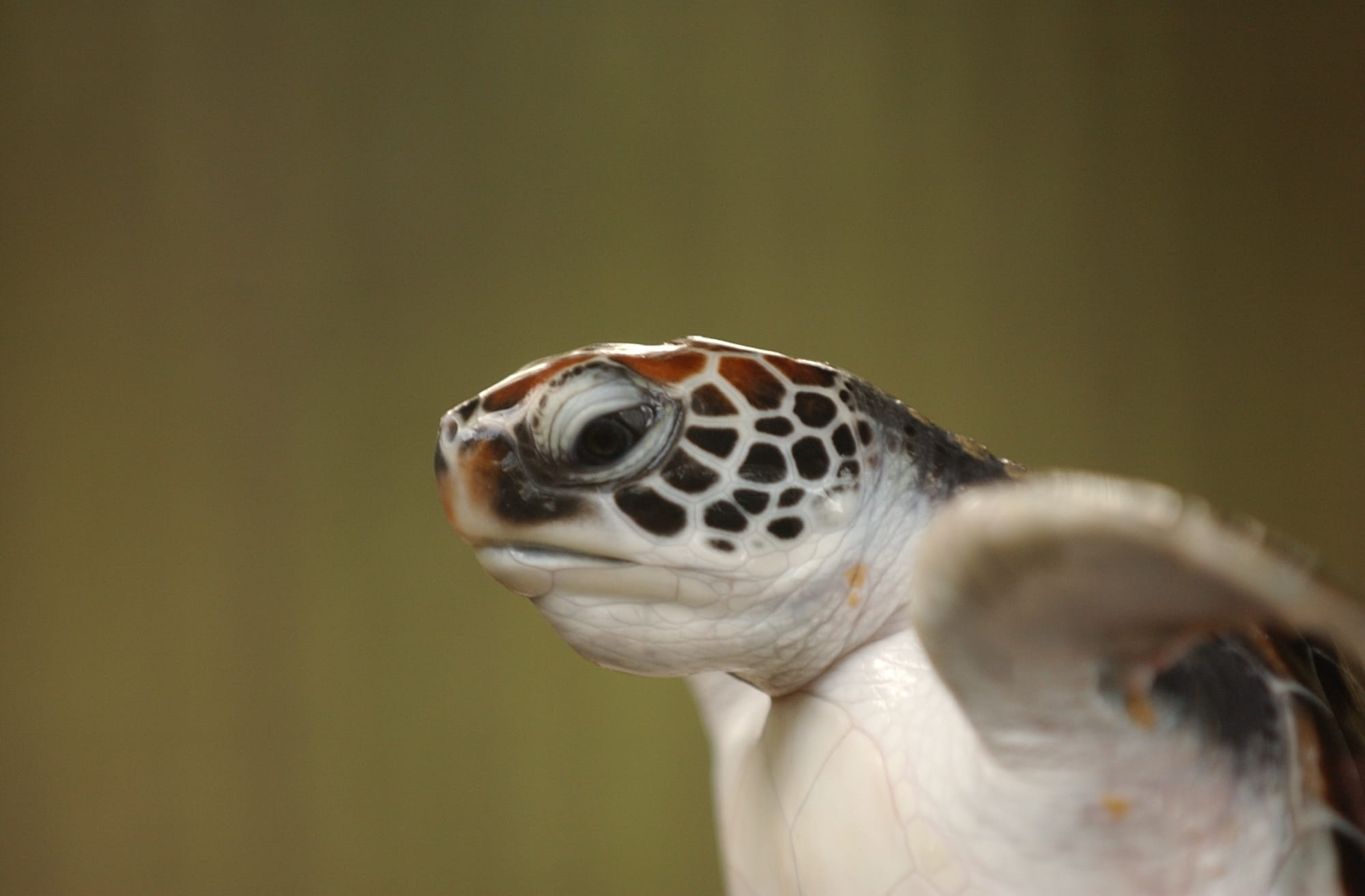 turtle, portrait, reptile, beach, animals In The Wild, close-up, crawl, little, animal nose, endangered, animal body part, Animal, wild, hatchling, newly hatch, HD Wallpaper