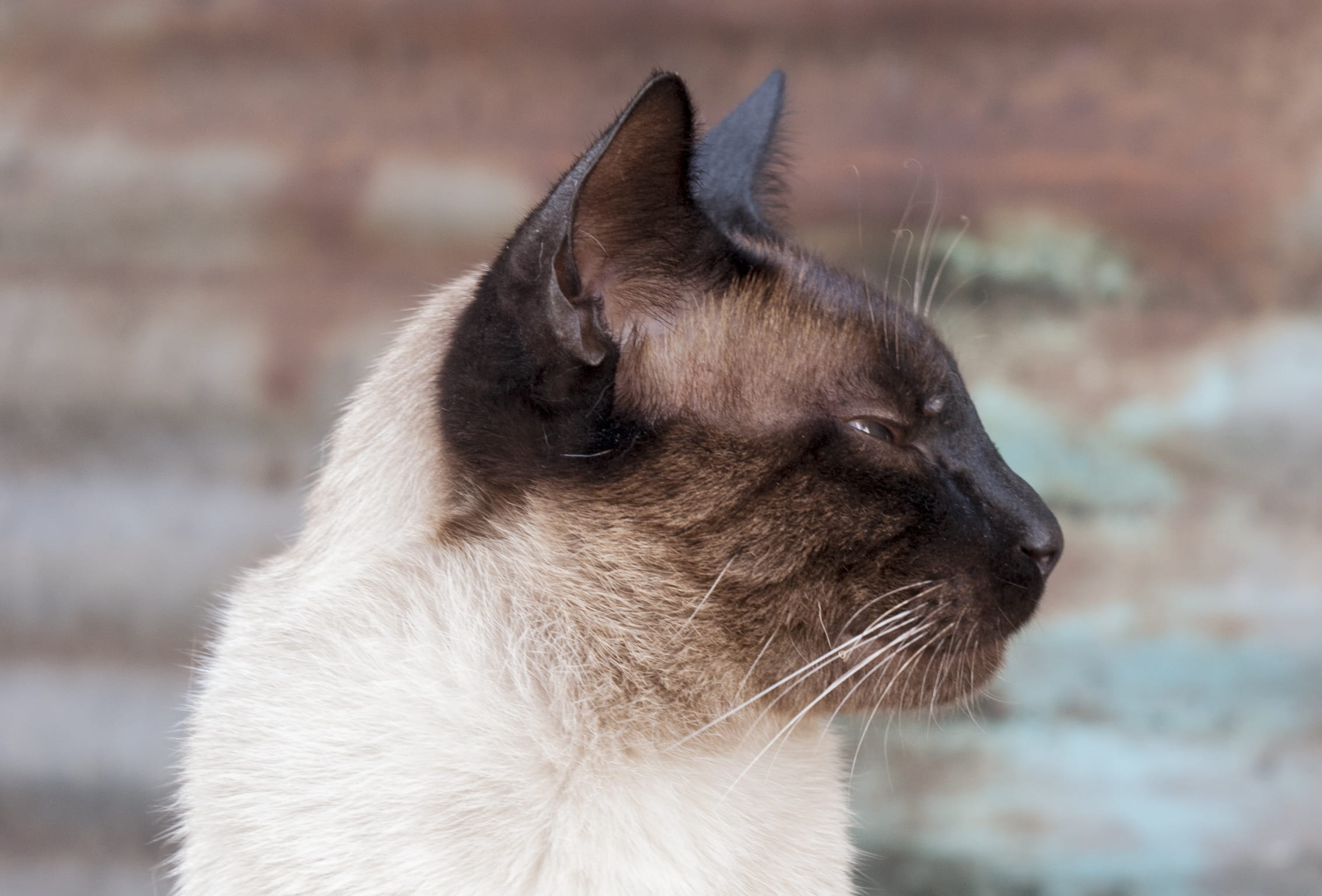 animal head, one animal, white, small, kitty, looking away, domestic Cat, portrait, Siamese, Animal, Cute, close, focus on foreground, funny, animal body part, HD Wallpaper