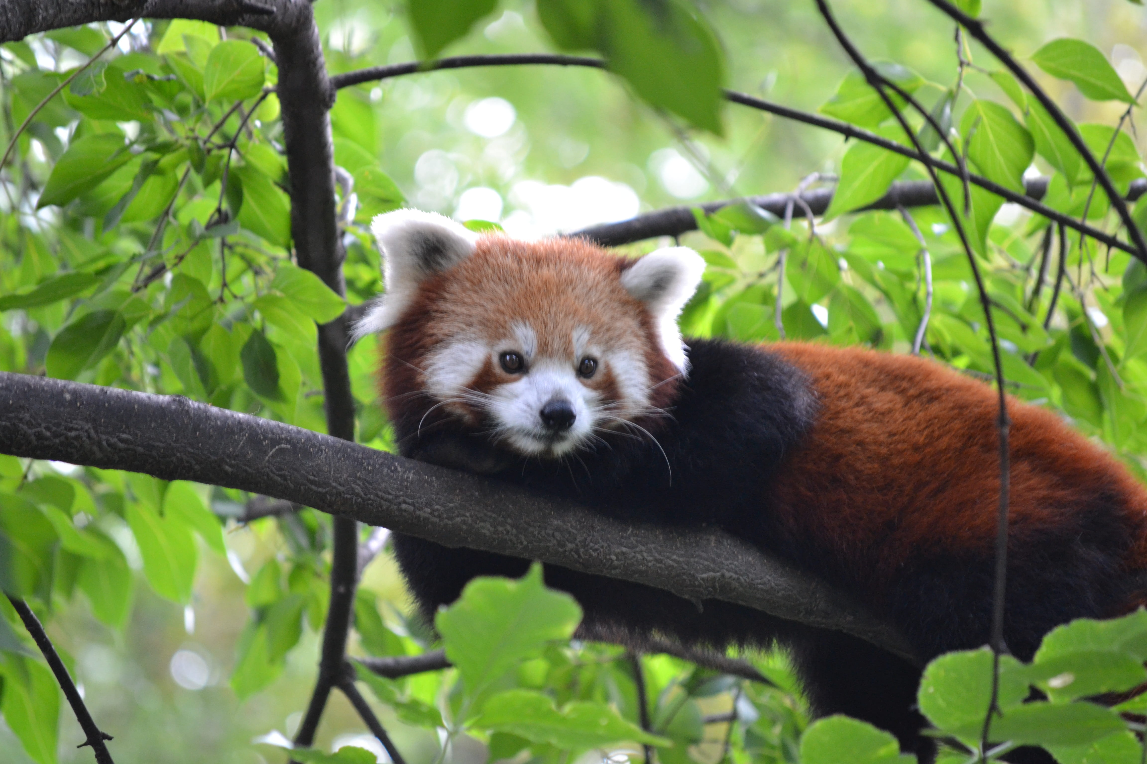 branch, plant, cute, panda - Animal, wildlife, no people, animal wildlife, mammal, day, green Color, leaf, animals In The Wild, focus on foreground, Zoo, HD Wallpaper