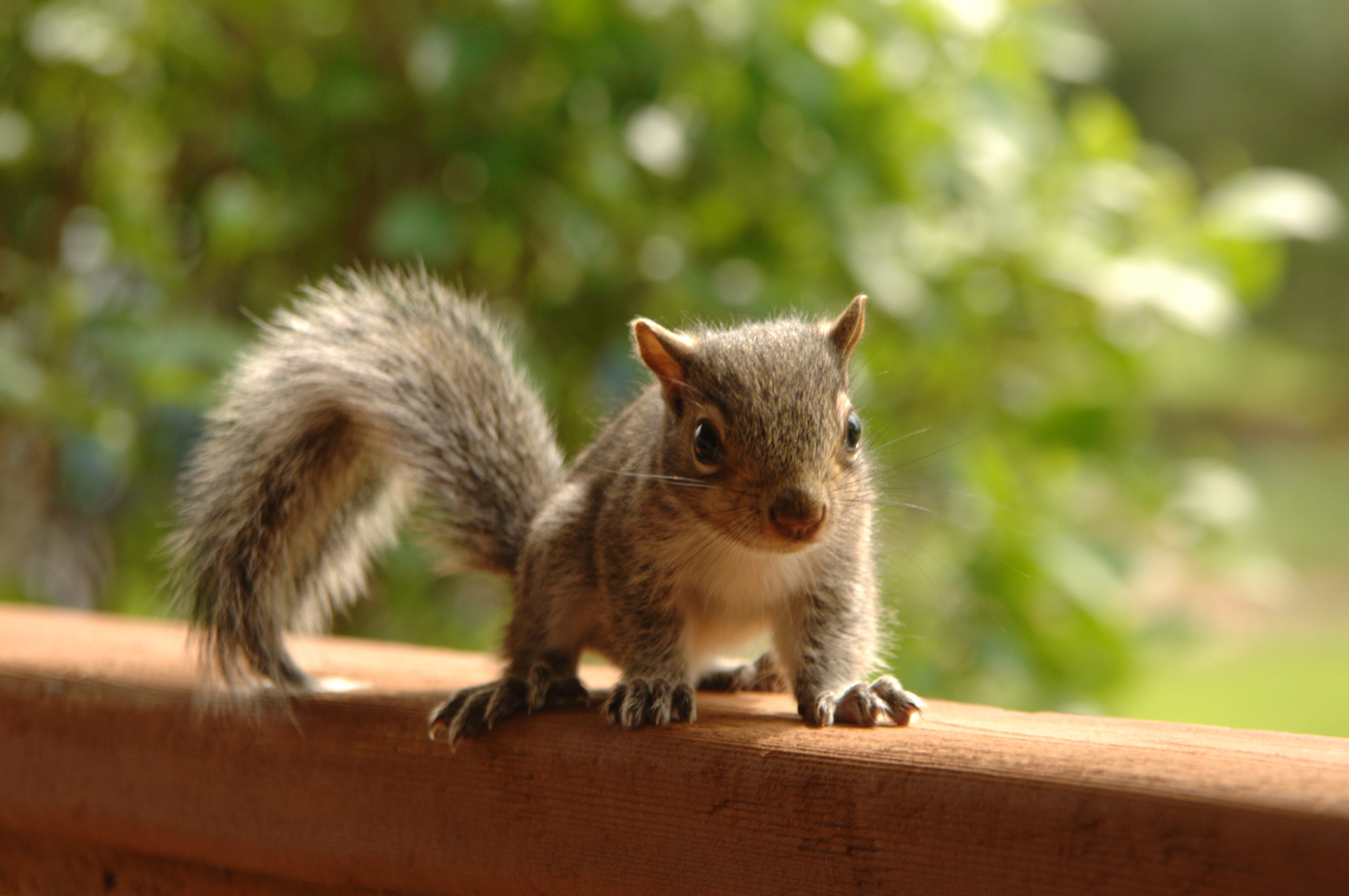 little, no people, squirrel, furry, day, animals in the wild, daylight, rodent, focus, brown, animal wildlife, wild, 2K, blurred background, tail, whiskers, HD Wallpaper