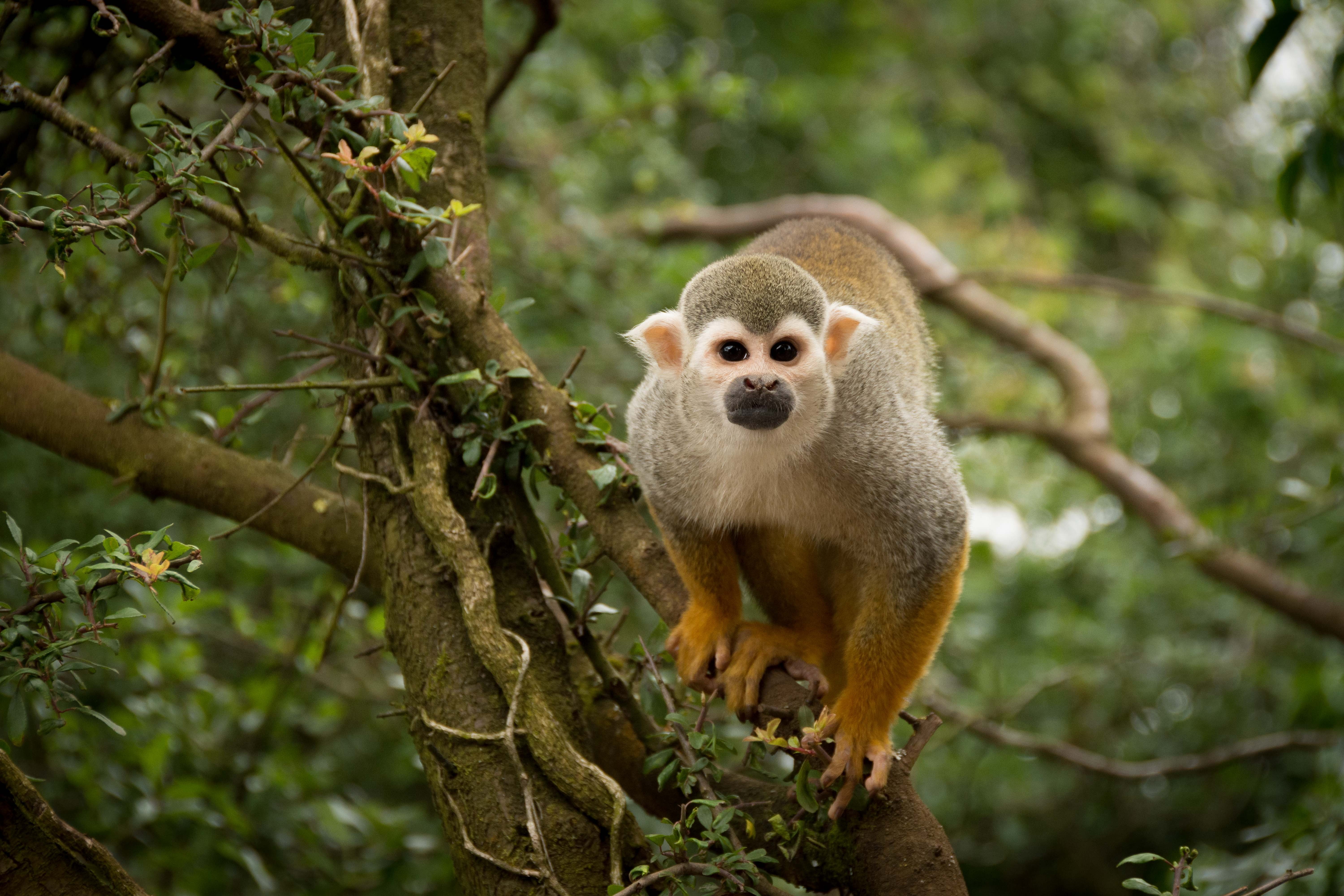 top, ape, fur, mammal, forest, vertebrate, wildlife, funny, 5K, animal, monkey, cute, primate, gray, zoo, animals in the wild, animal themes, land, portrait, HD Wallpaper