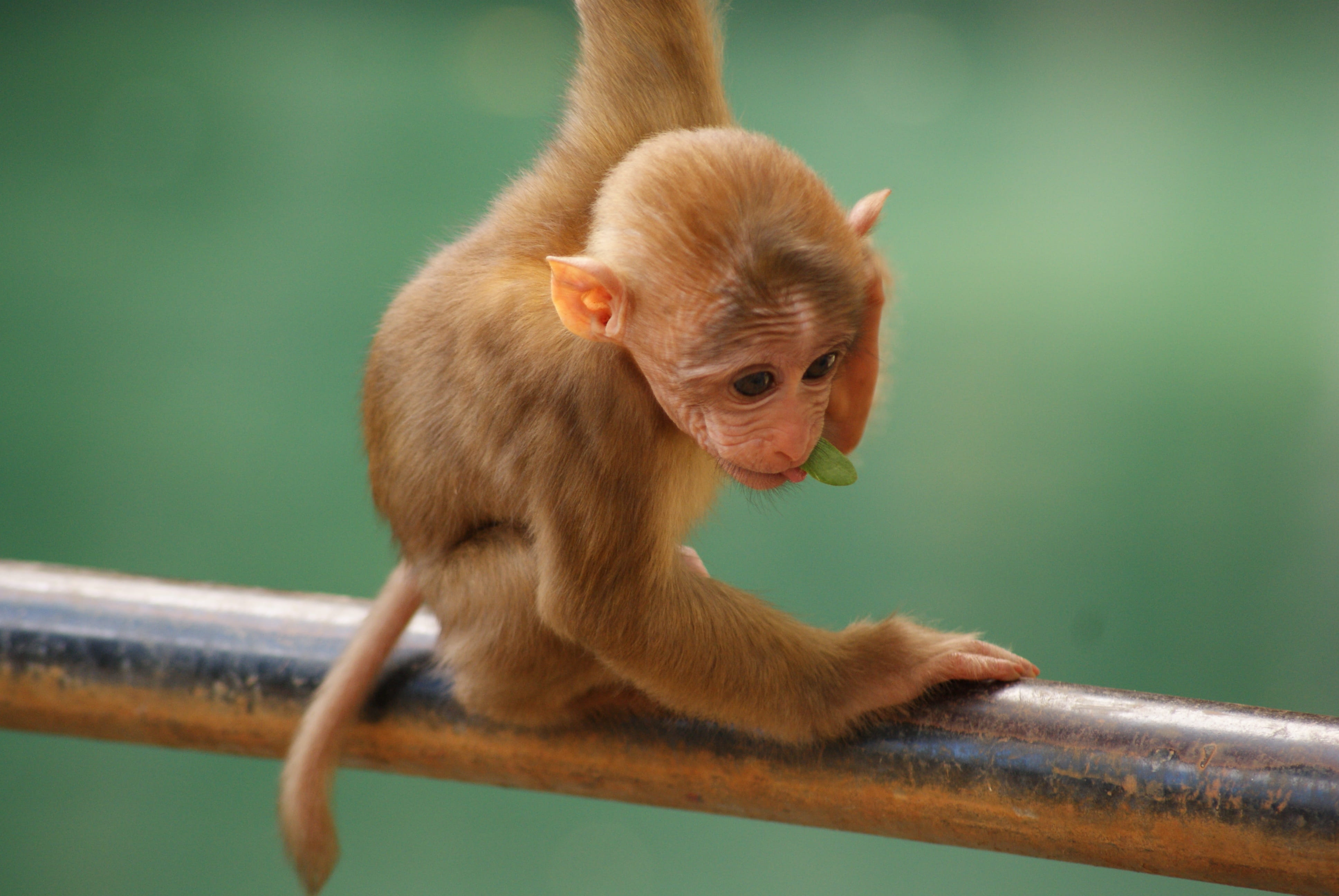 Baby, animal wildlife, Animal, day, Cute, hair, profile view, no people, 4K, outdoors, asia, rodent, zoo, small, mammal, close-up, Monkey, primate, baby, HD Wallpaper