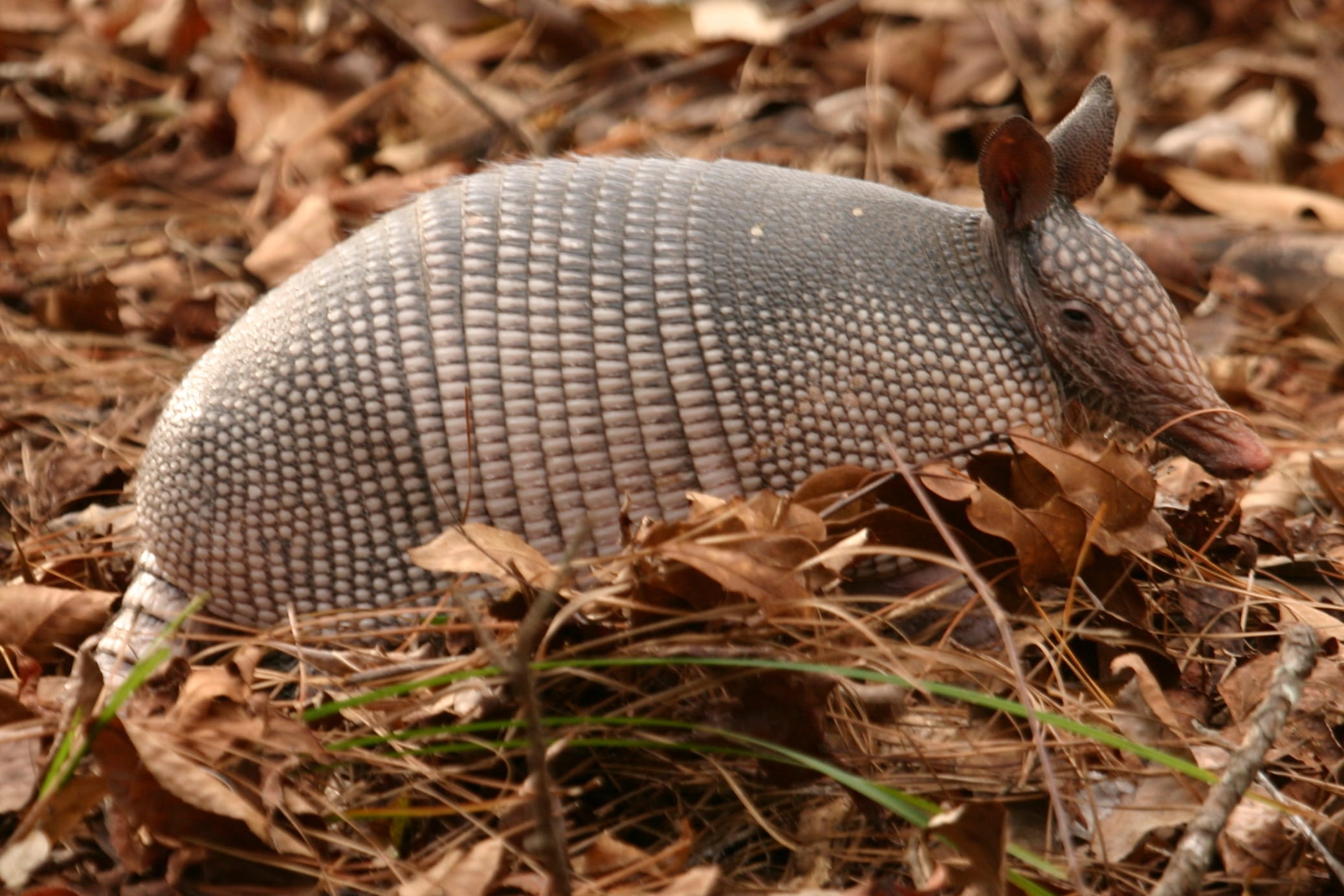 side view, texas, Mammal, shallow, day, photography, plant, focus, claws, animal wildlife, 1080P, Armadillo, grass, close-up, snake, icon, vertebrate, HD Wallpaper