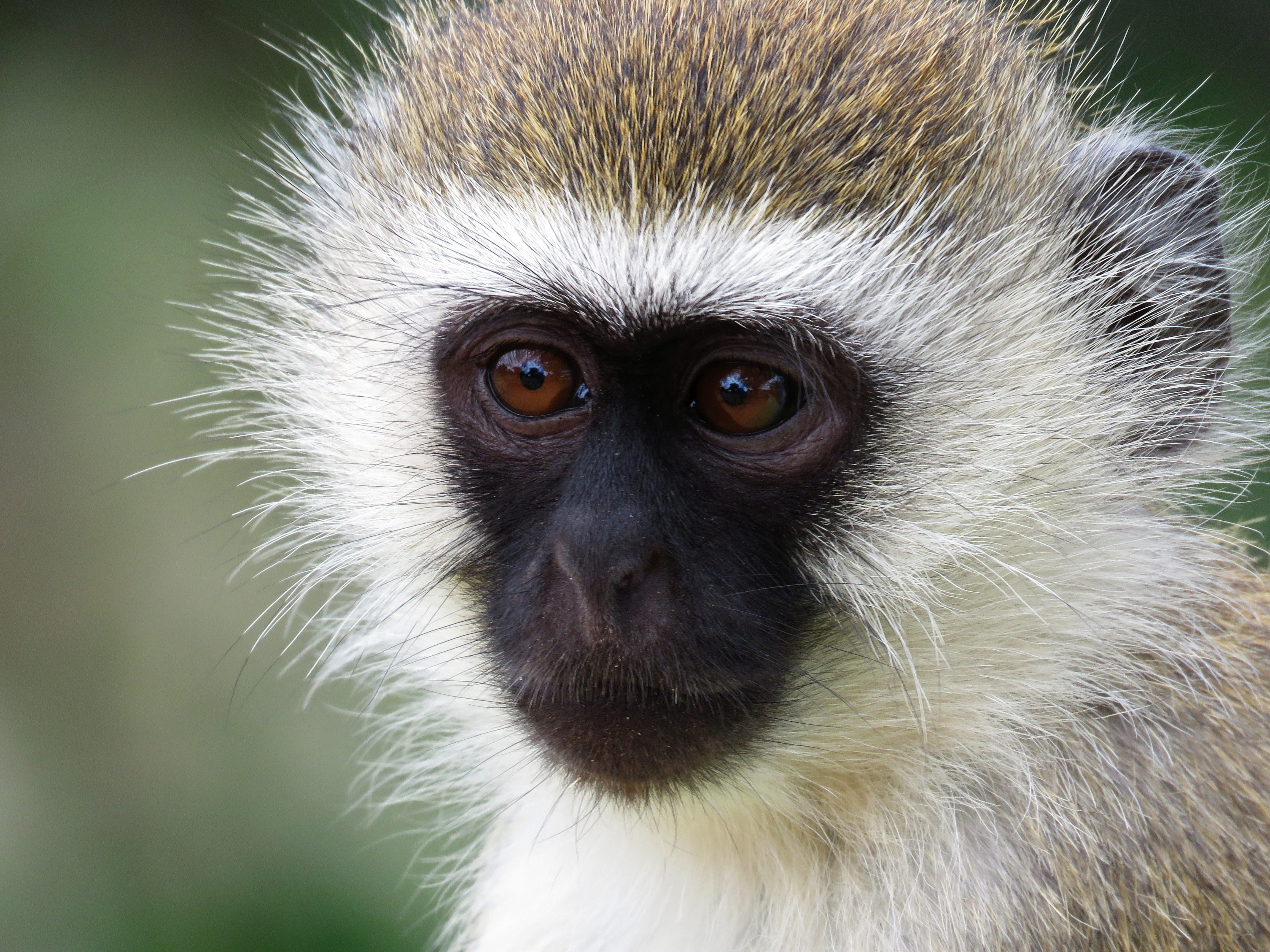 face, vertebrate, animals in the wild, adorable, animal wildlife, focus on foreground, animal body part, portrait, primate, environment, wildlife, animal eye, HD Wallpaper