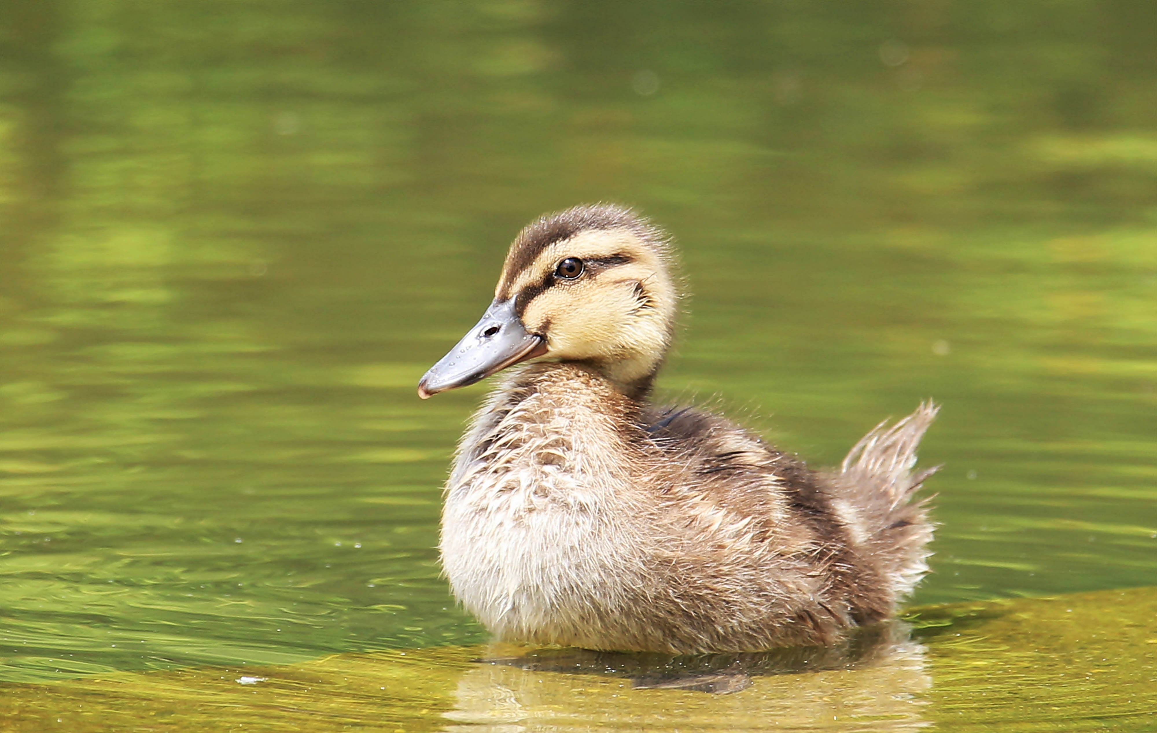 fauna, brown, bill, creature, federtier, plumage, pond, water, waterfront, feather, body, small, summer, beautiful, photography, vertebrate, animal wildlife, HD Wallpaper