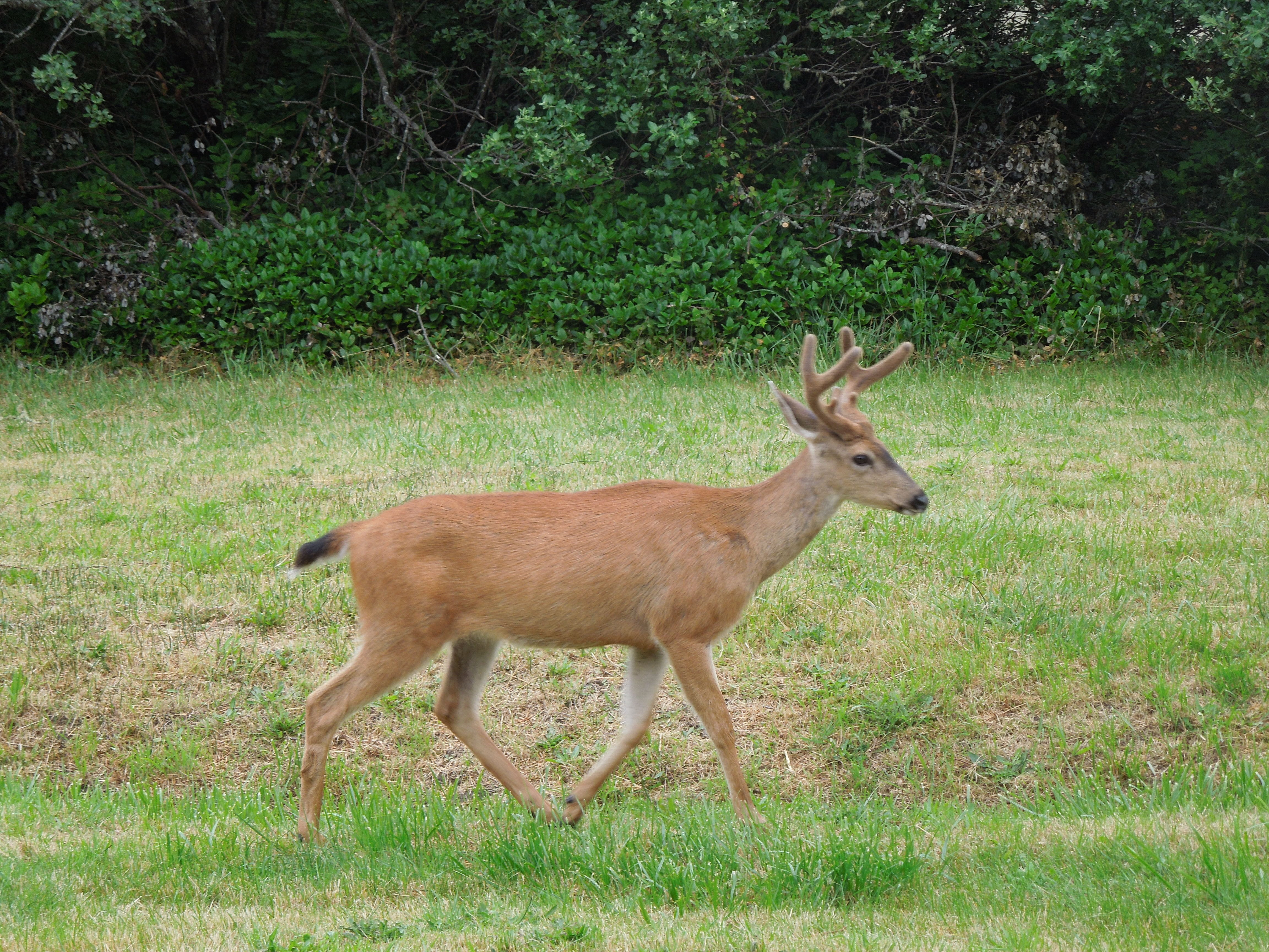 plant, tree, one animal, land, horned, wild, eat, run, trophy, grass, deer running, full length, animal, antler, horn, animals in the wild, Field, deer in woods, HD Wallpaper