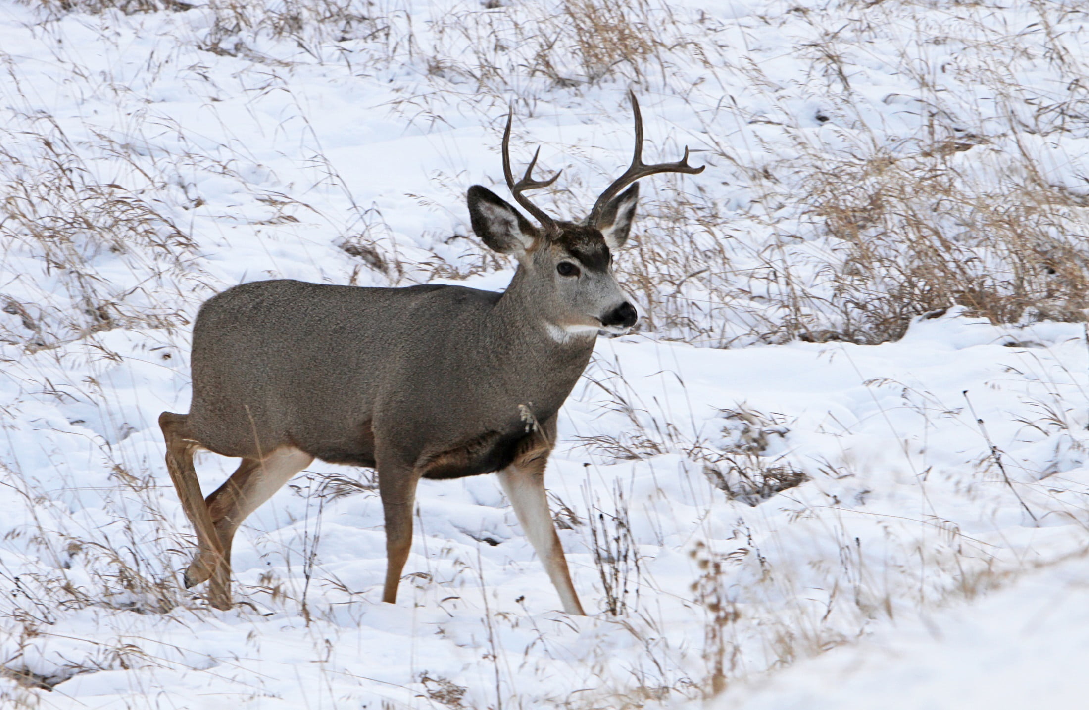 buck, 1080P, usa, one animal, white color, standing, stag, antlers, no people, antler, nature, animal wildlife, wyoming, wildlife, rack, deer, cold temperature, HD Wallpaper
