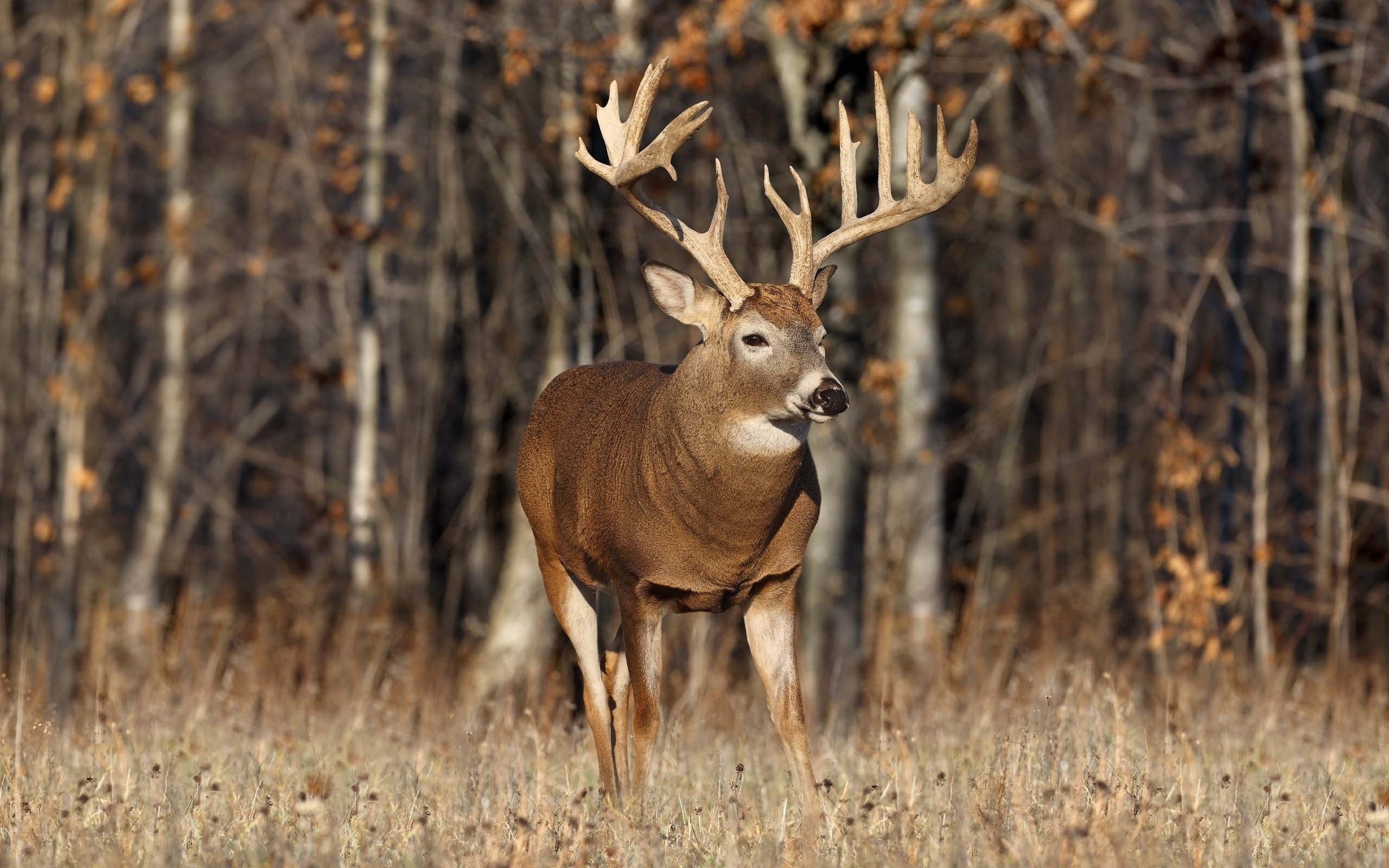 brown, Wildlife, Trees, 2K, Animals, Deer, reindeer, Grass, Autumn, Elk, Horns, HD Wallpaper