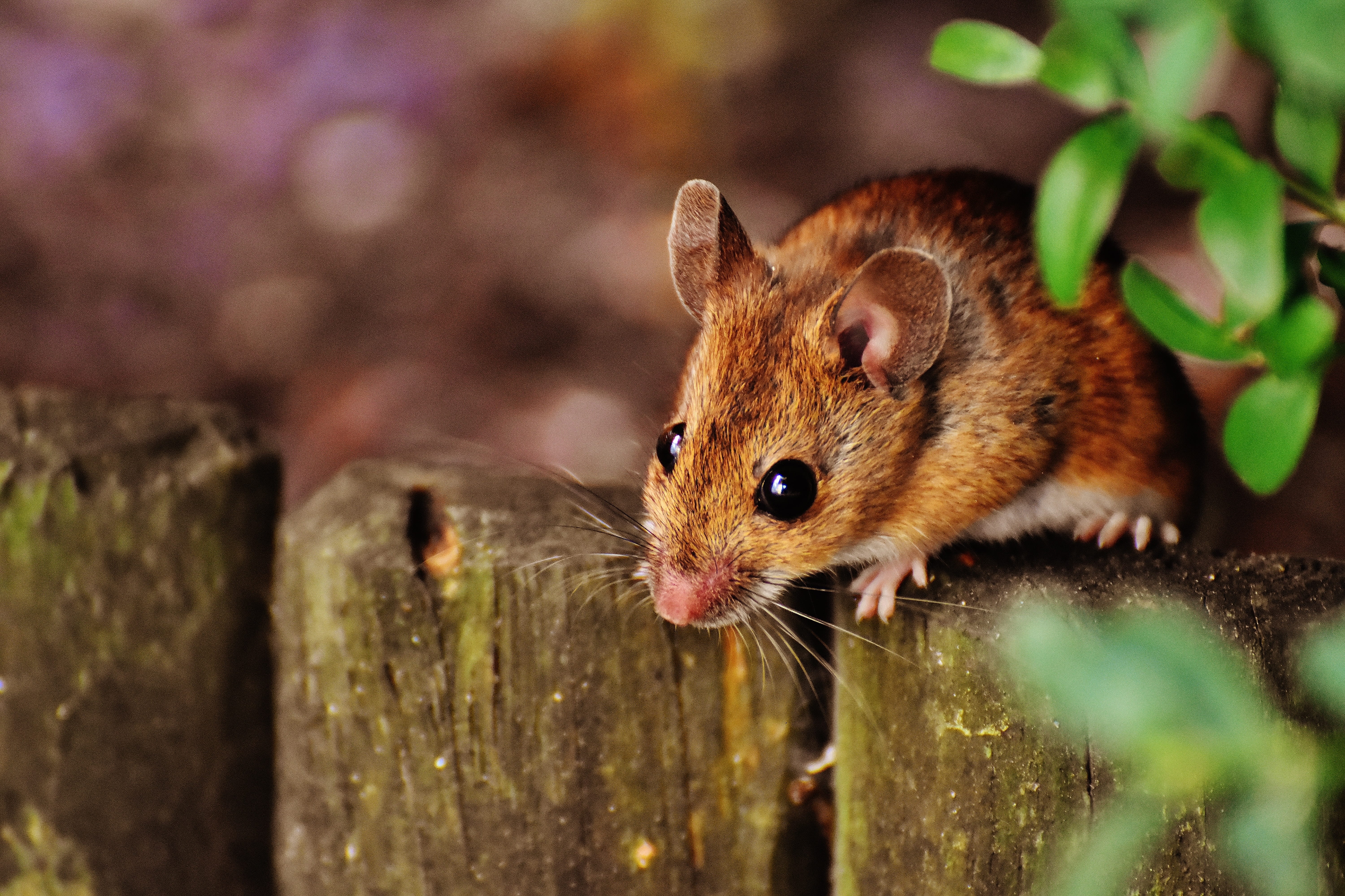 animal eye, whisker, 5K, one animal, sweet, small, wood - material, animal head, vertebrate, fur, outdoors, mouse, rodent, chipmunk, wood mouse, animal body part, HD Wallpaper