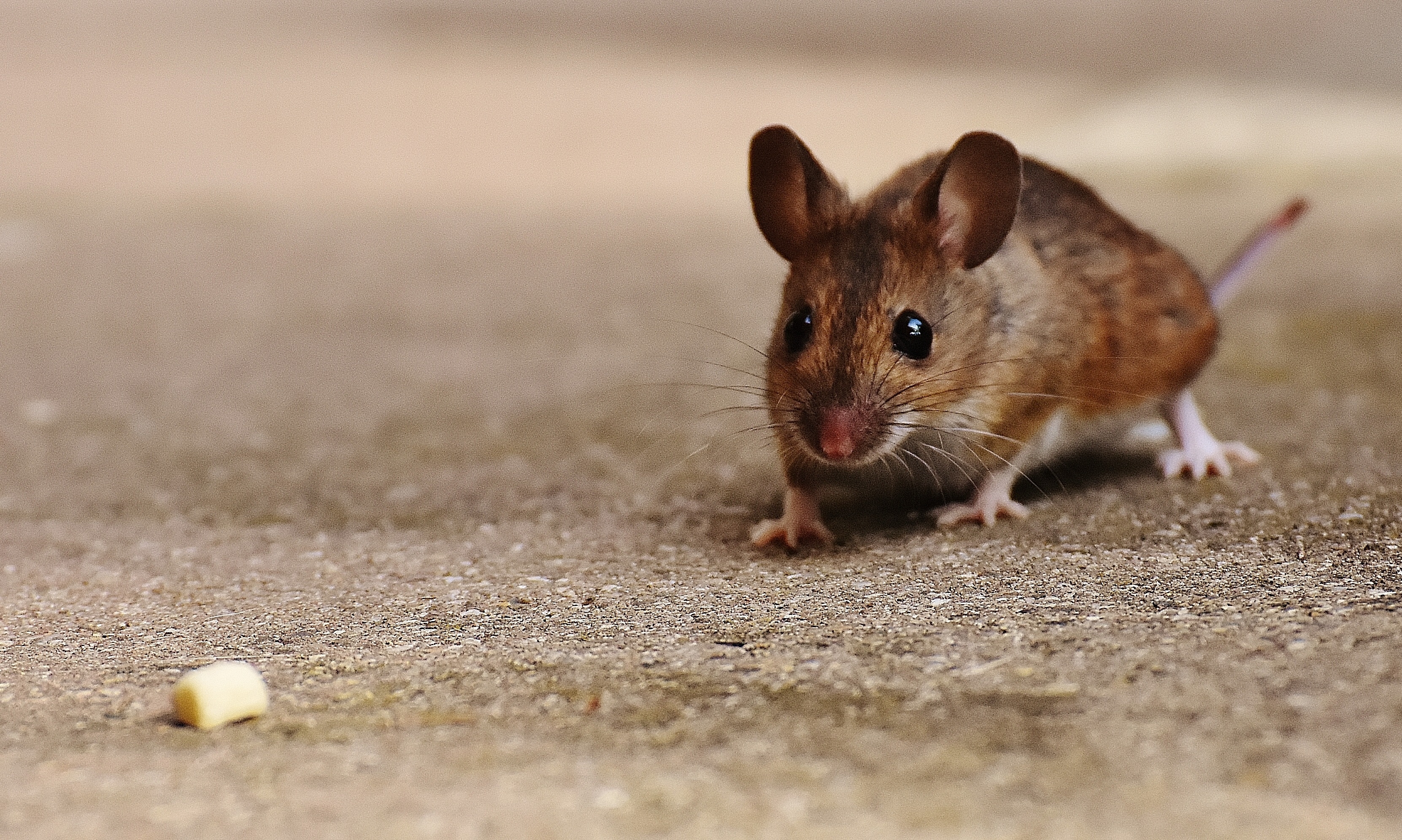 nager, animals in the wild, mouse, whisker, animal themes, pets, close-up, button eyes, apodemus sylvaticus, rodent, small, selective focus, sweet, fur, HD Wallpaper