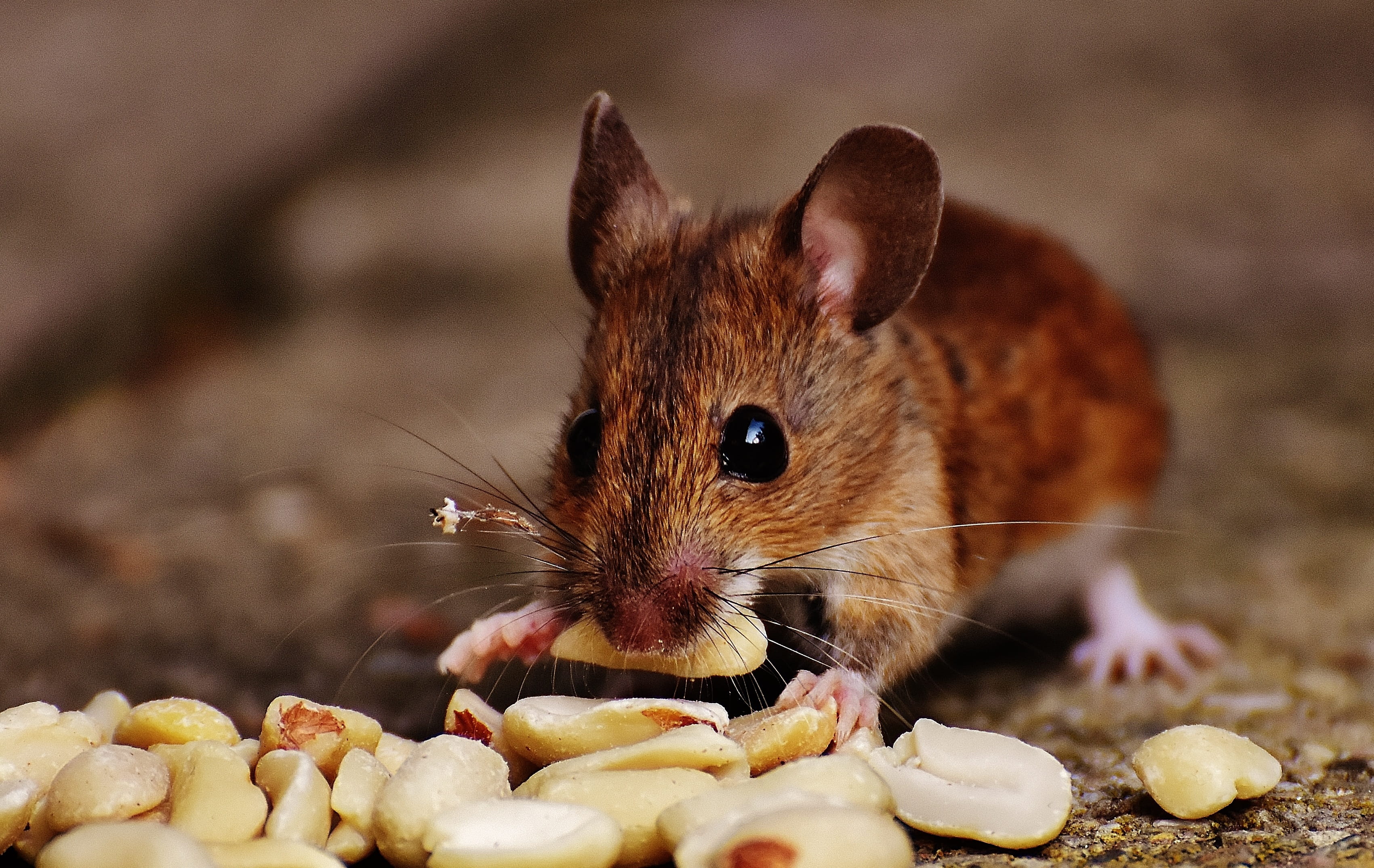 food and drink, animal, mouse, photography, funny, animal themes, eating, shallow, macro, nut, animal wildlife, daytime, fur, wood mouse, food, sweet, peanut, HD Wallpaper